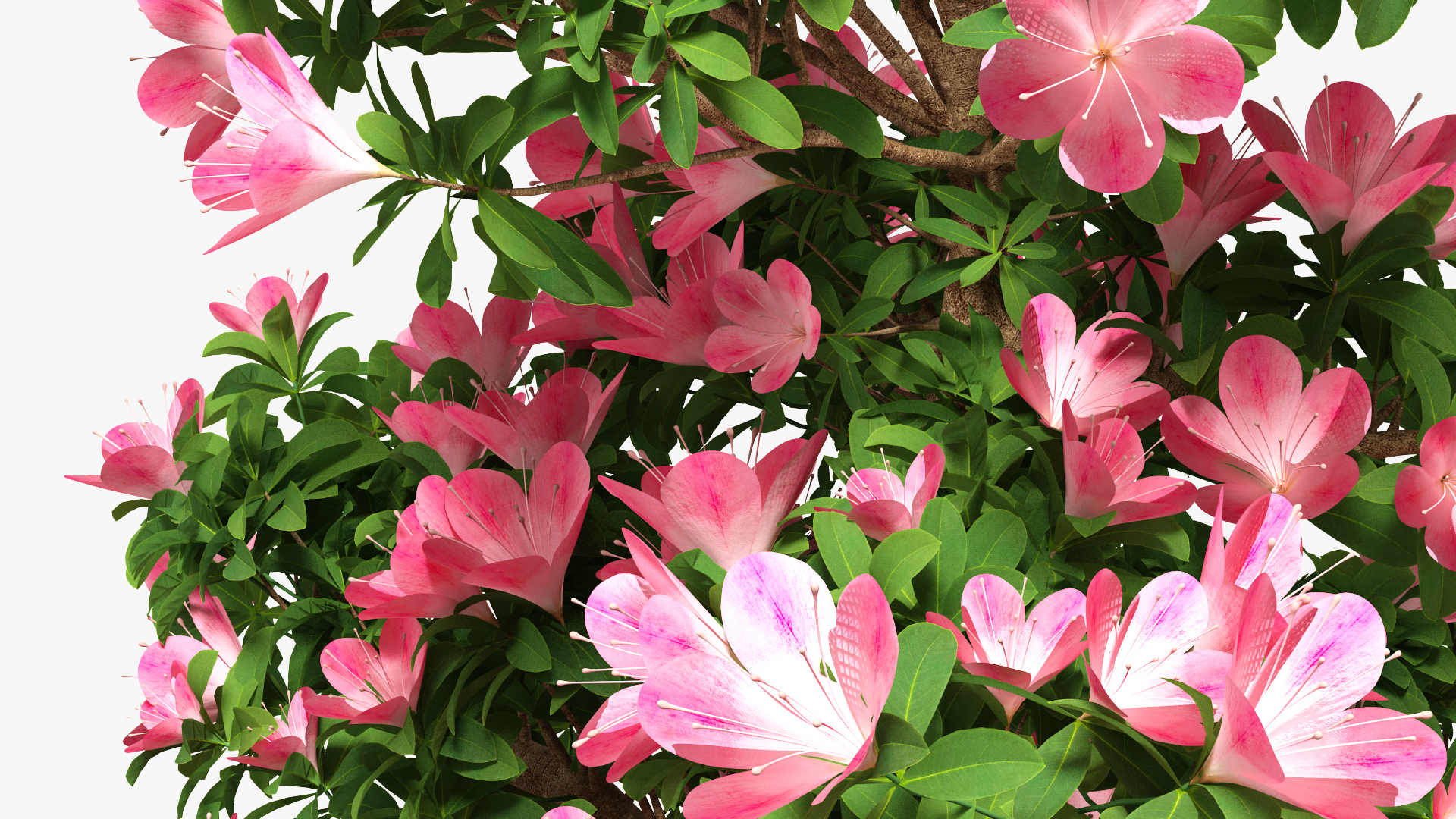 Small Bonsai Tree with Flowers in Pot 3D