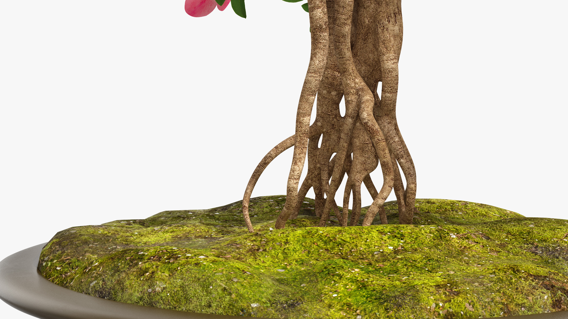 Small Bonsai Tree with Flowers in Pot 3D
