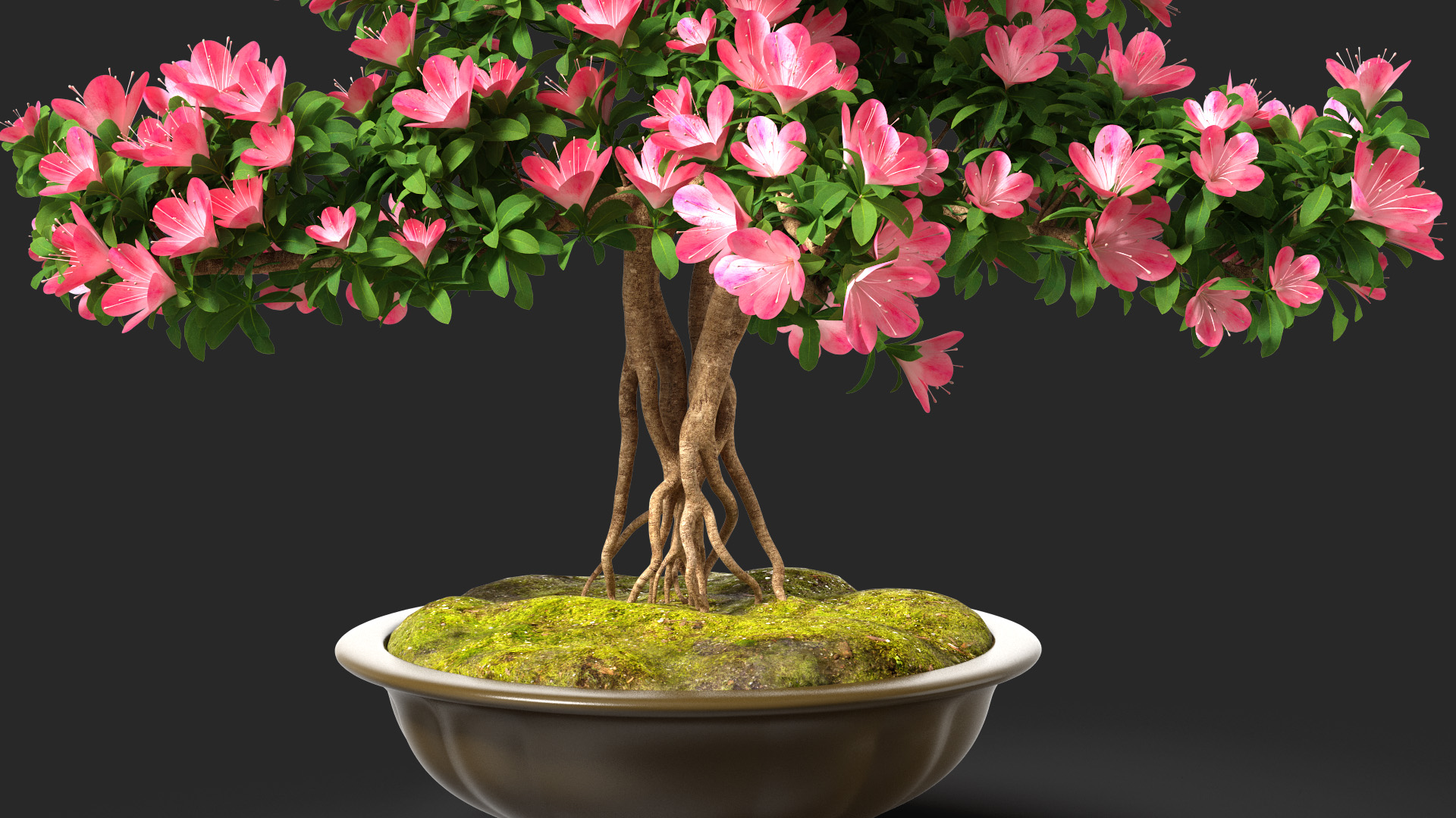 Small Bonsai Tree with Flowers in Pot 3D