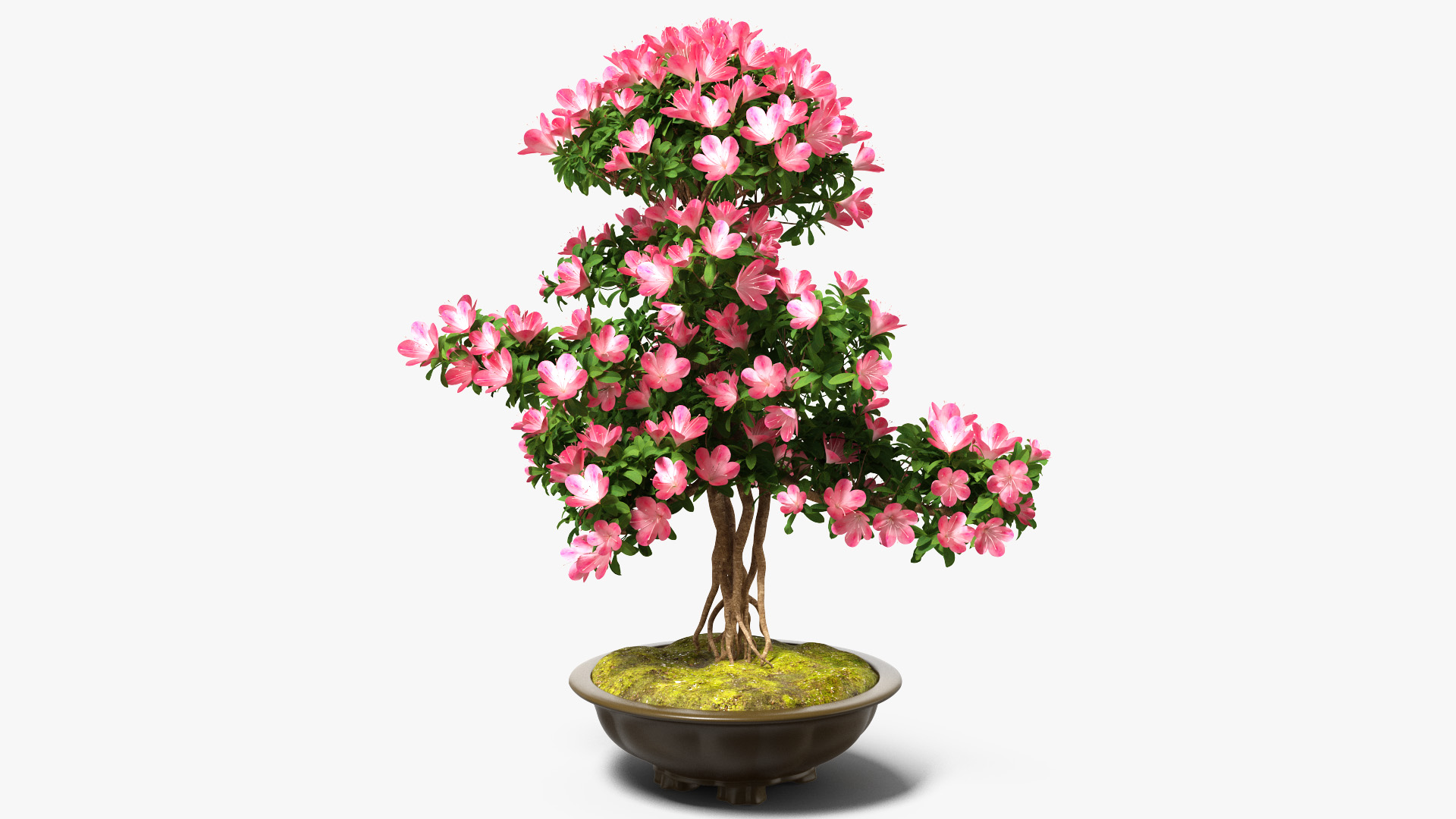 Small Bonsai Tree with Flowers in Pot 3D