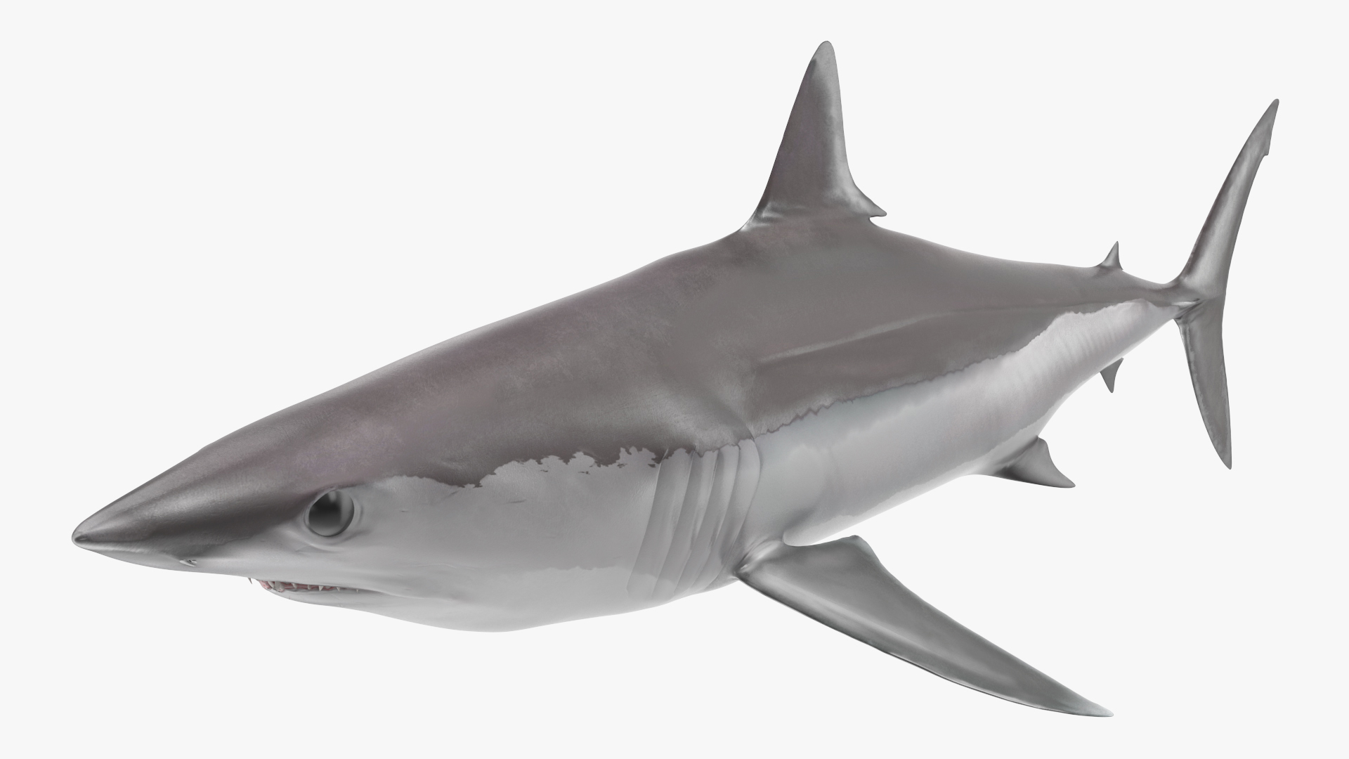 3D model Realistic Shortfin Mako Shark Rigged for Maya