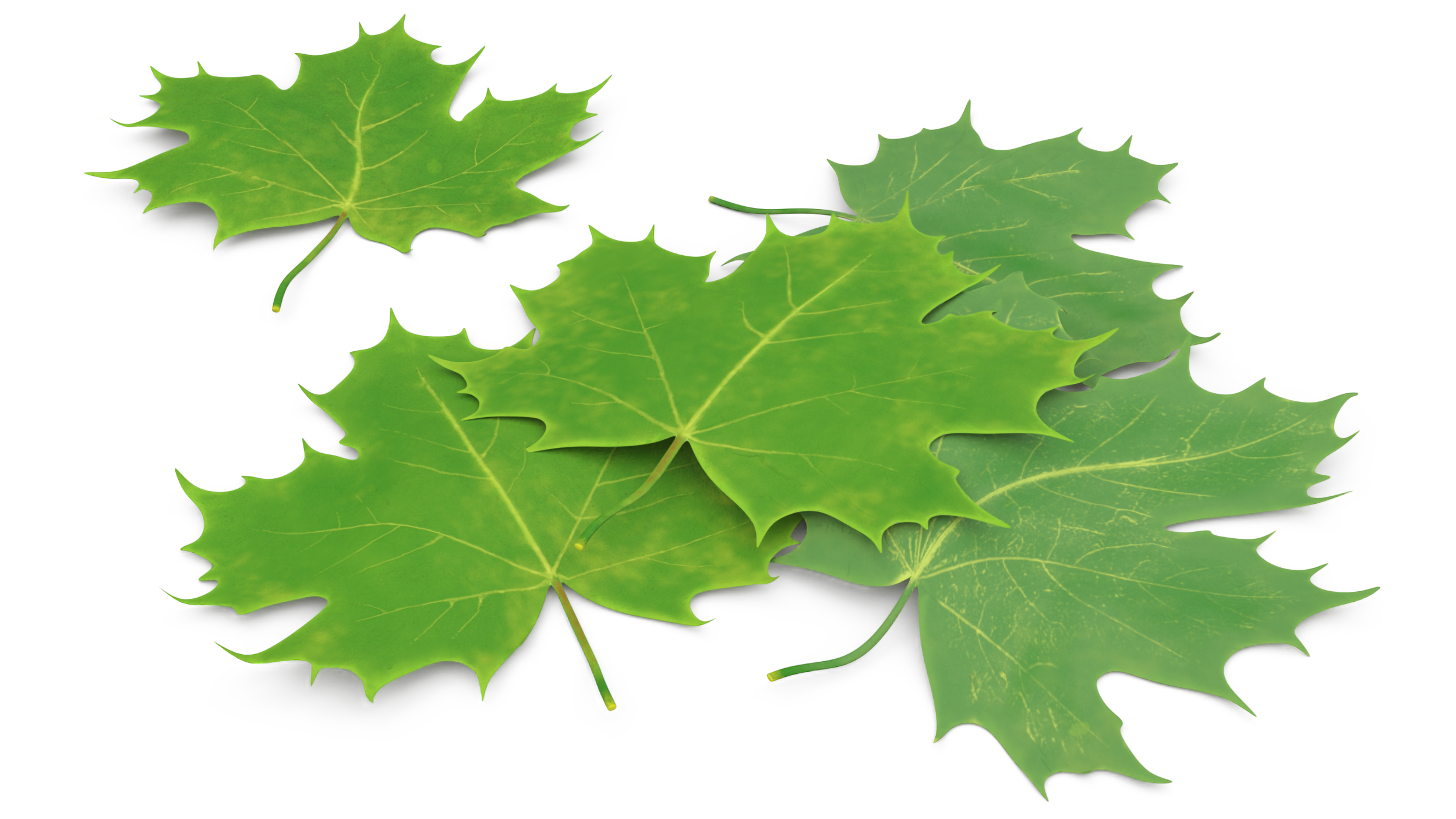 3D Green Maple Leaves model