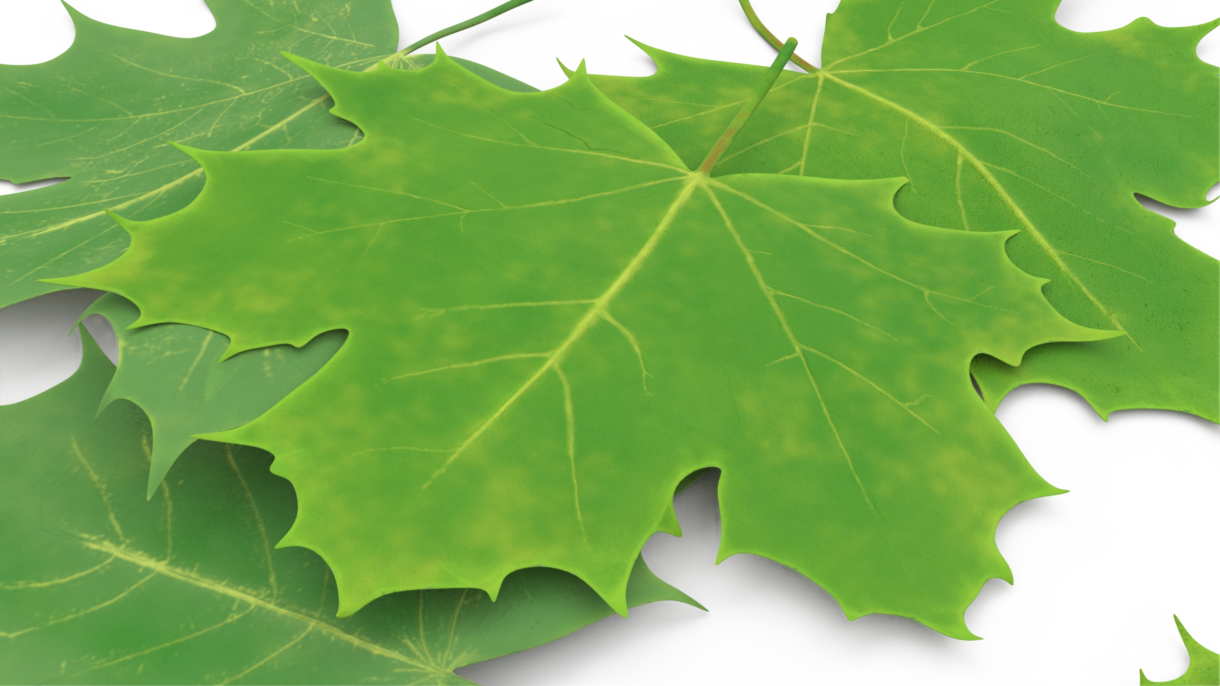 3D Green Maple Leaves model