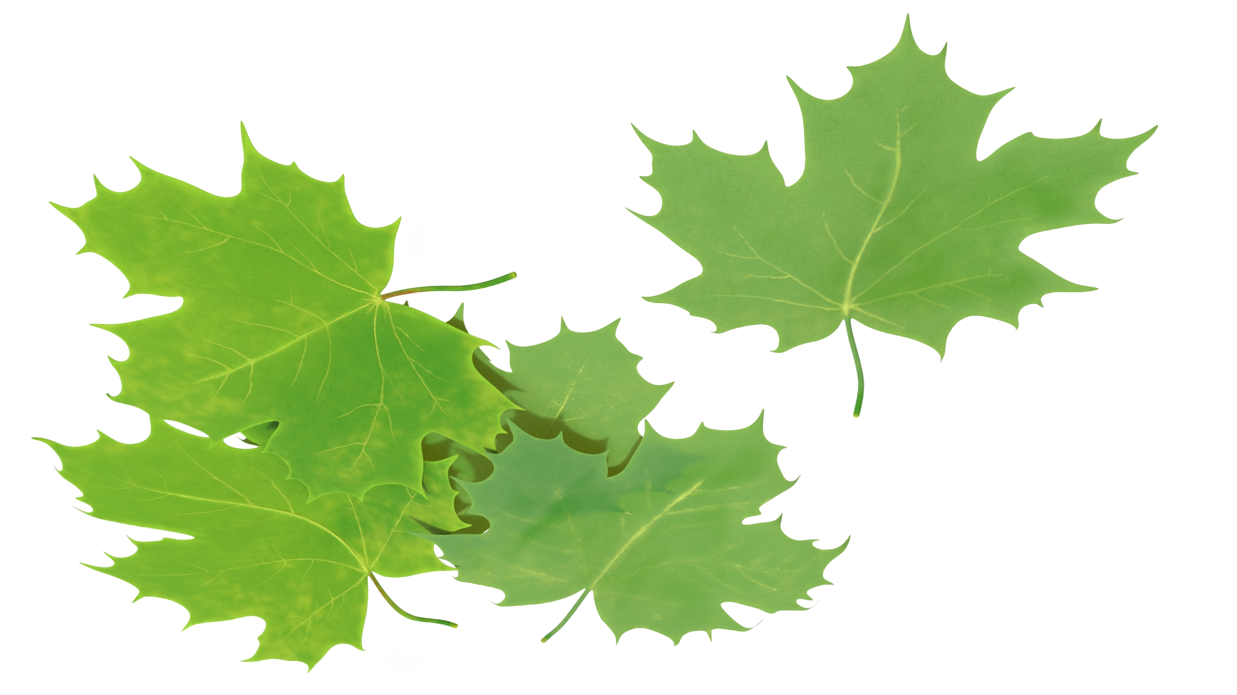 3D Green Maple Leaves model