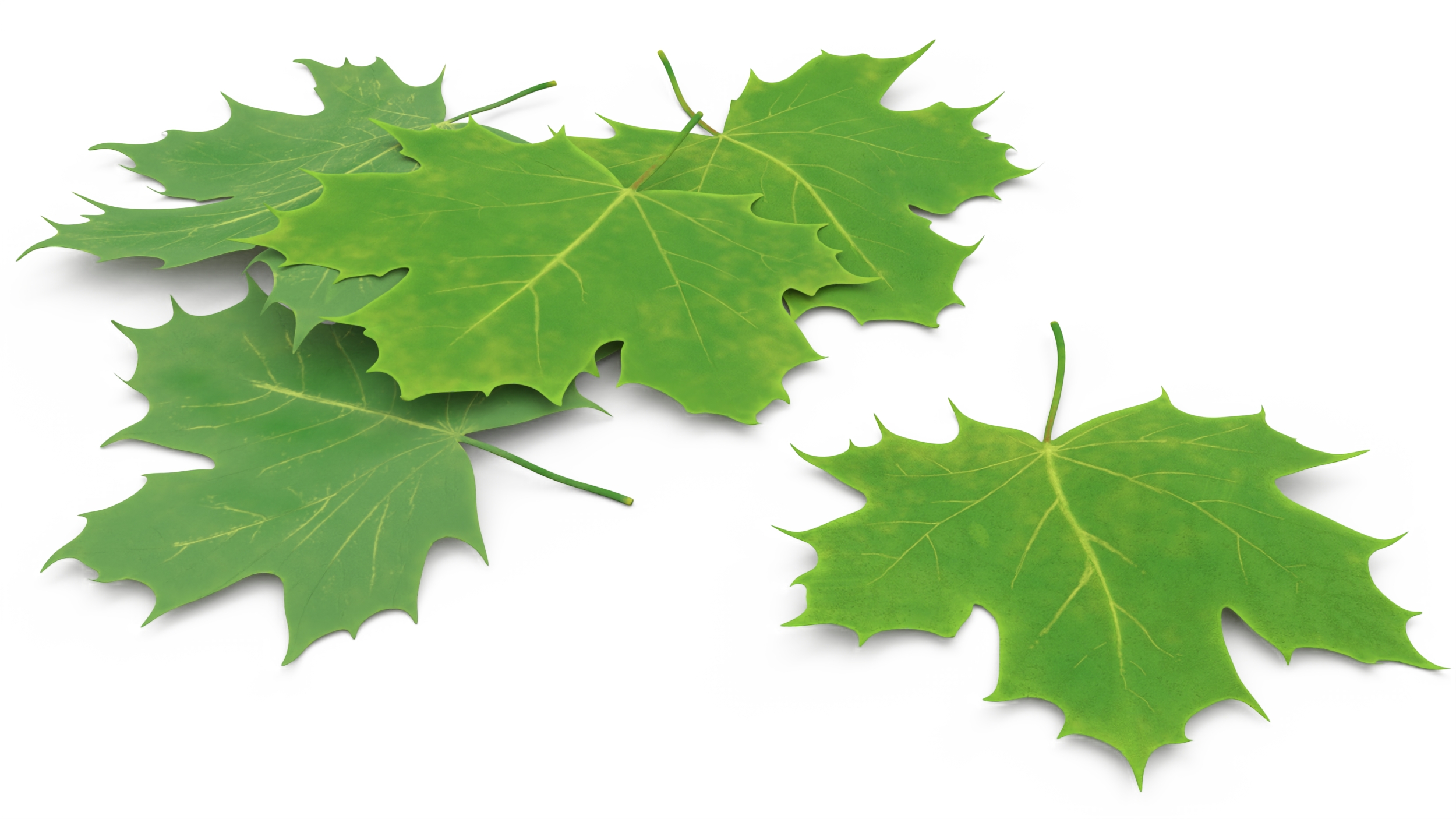 3D Green Maple Leaves model
