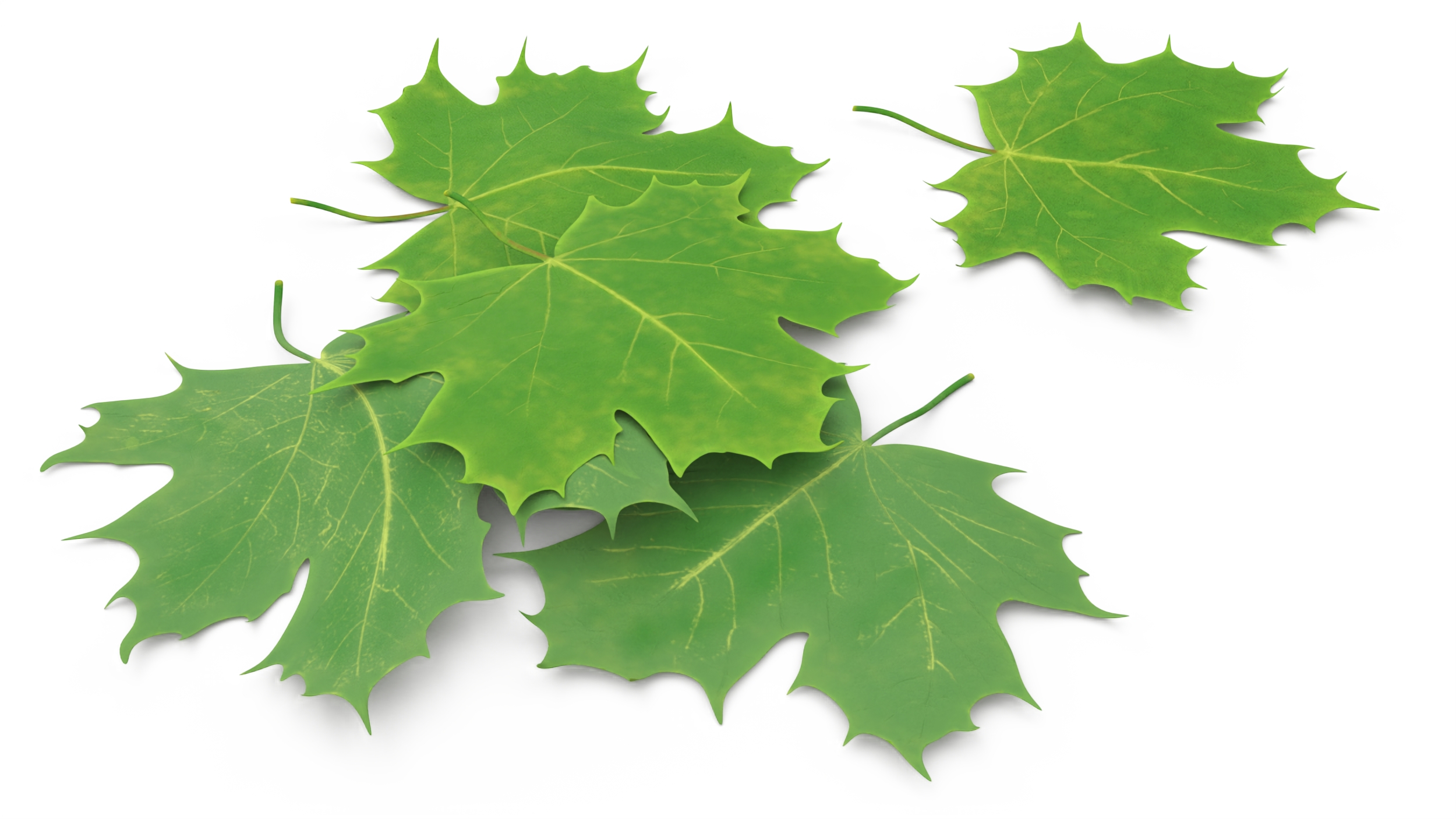 3D Green Maple Leaves model