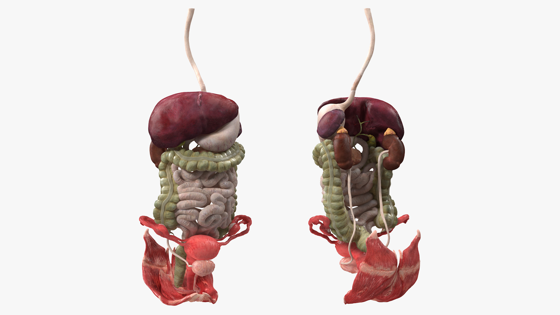 3D Female Anatomy Digestive System