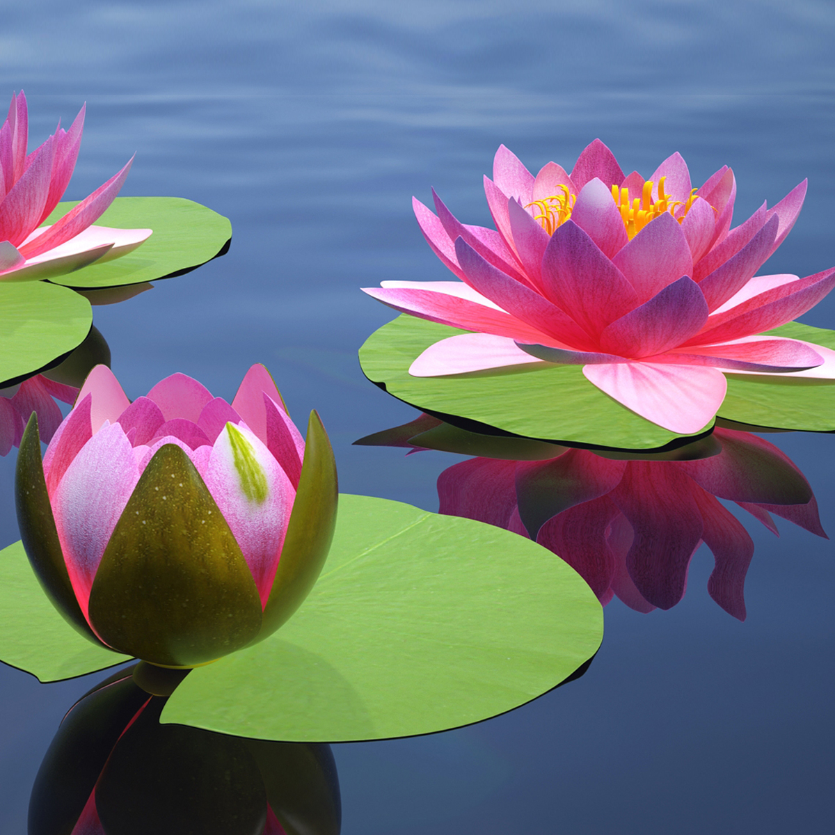 Nymphaea Siam Purple Kit