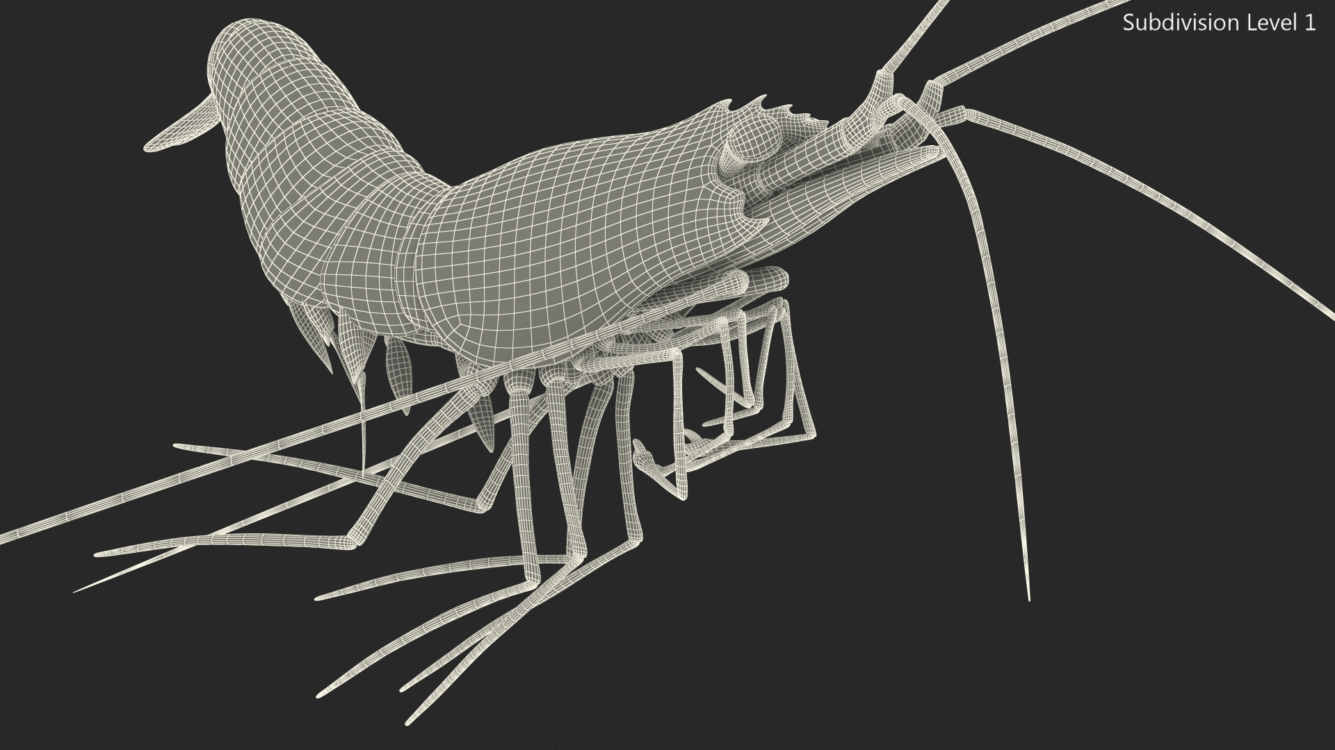 3D Pacific Cleaner Shrimp Rigged Fur model