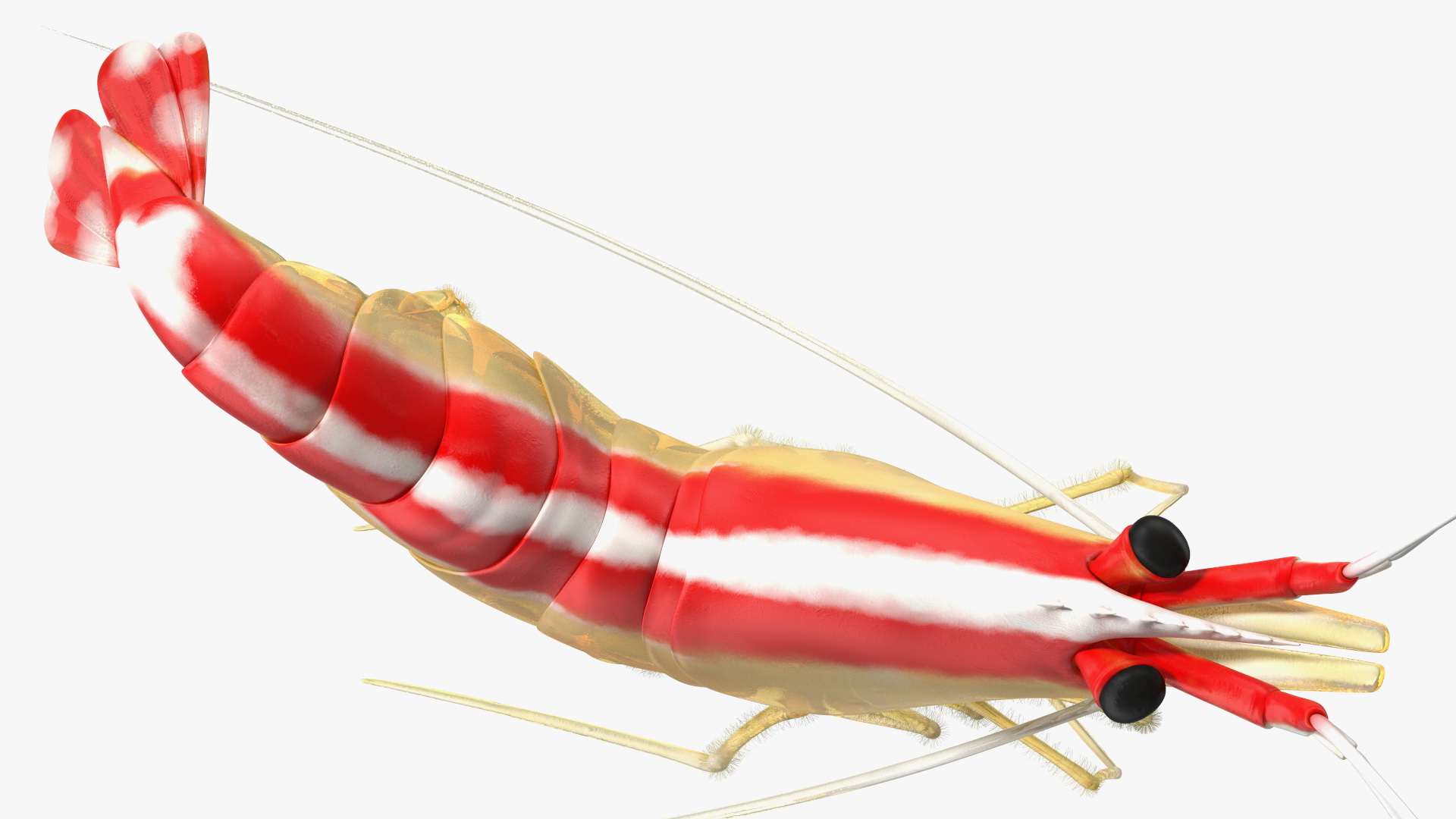 3D Pacific Cleaner Shrimp Rigged Fur model