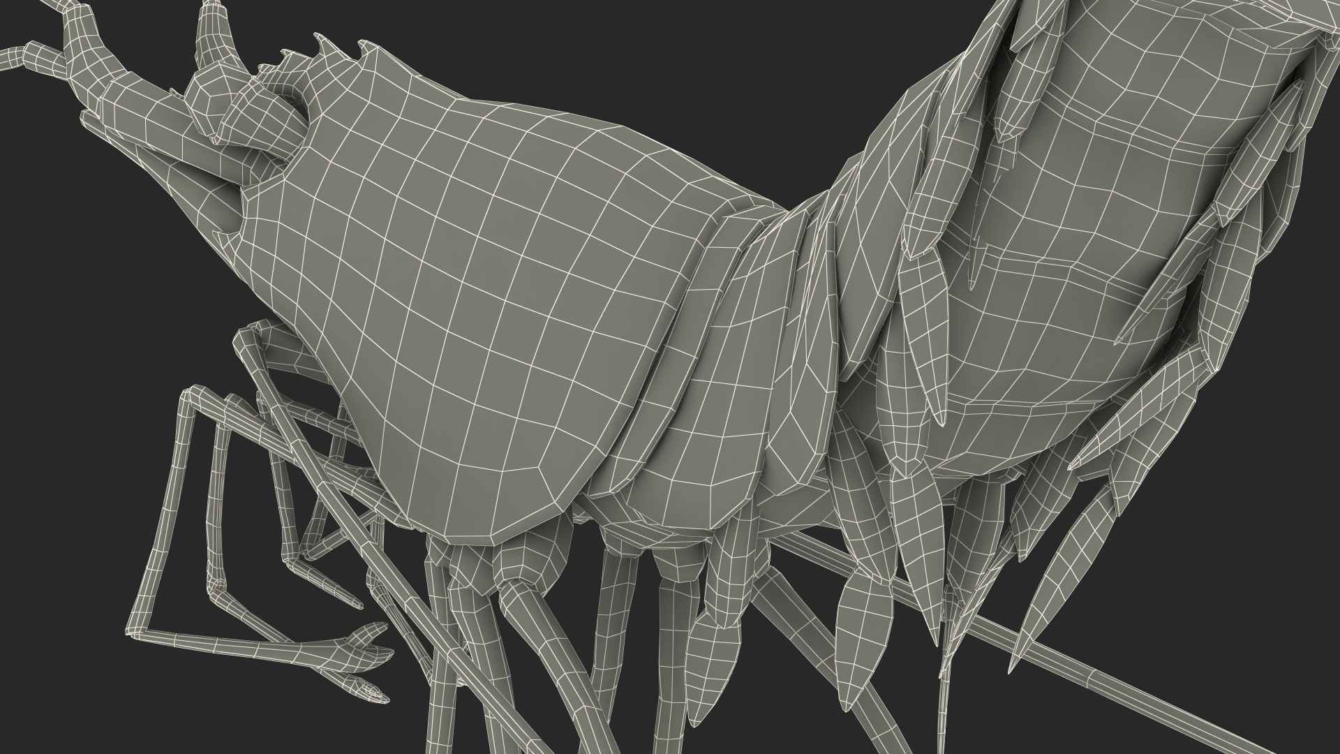 3D Pacific Cleaner Shrimp Rigged Fur model