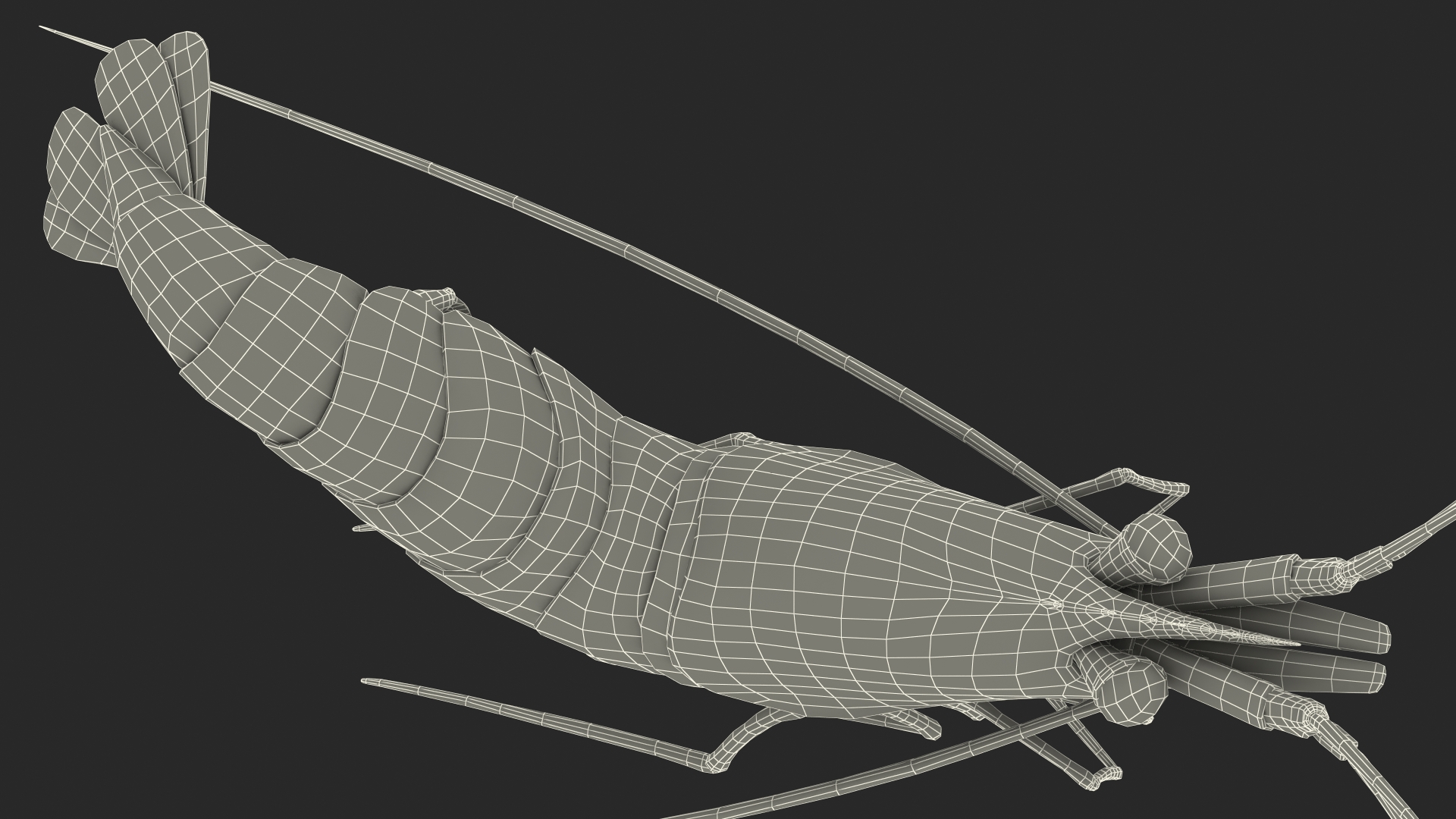 3D Pacific Cleaner Shrimp Rigged Fur model
