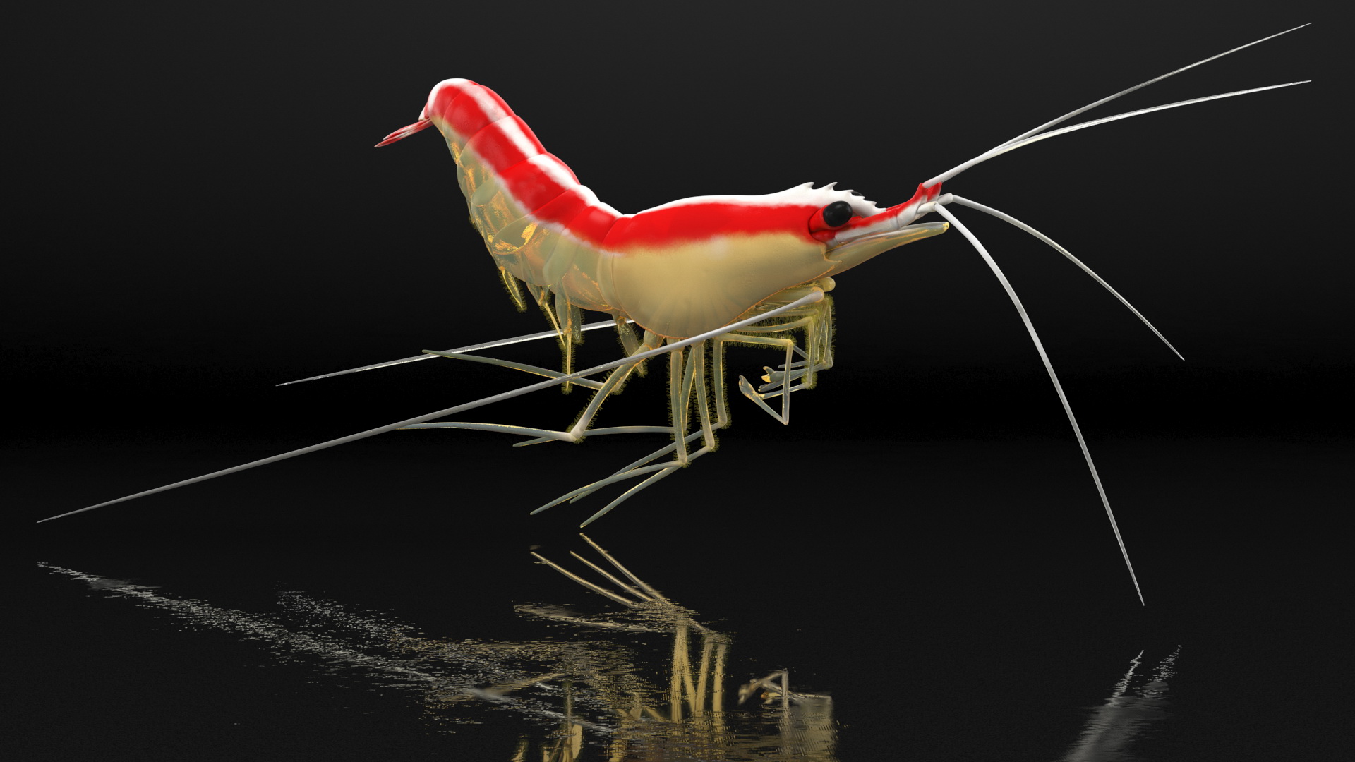 3D Pacific Cleaner Shrimp Rigged Fur model
