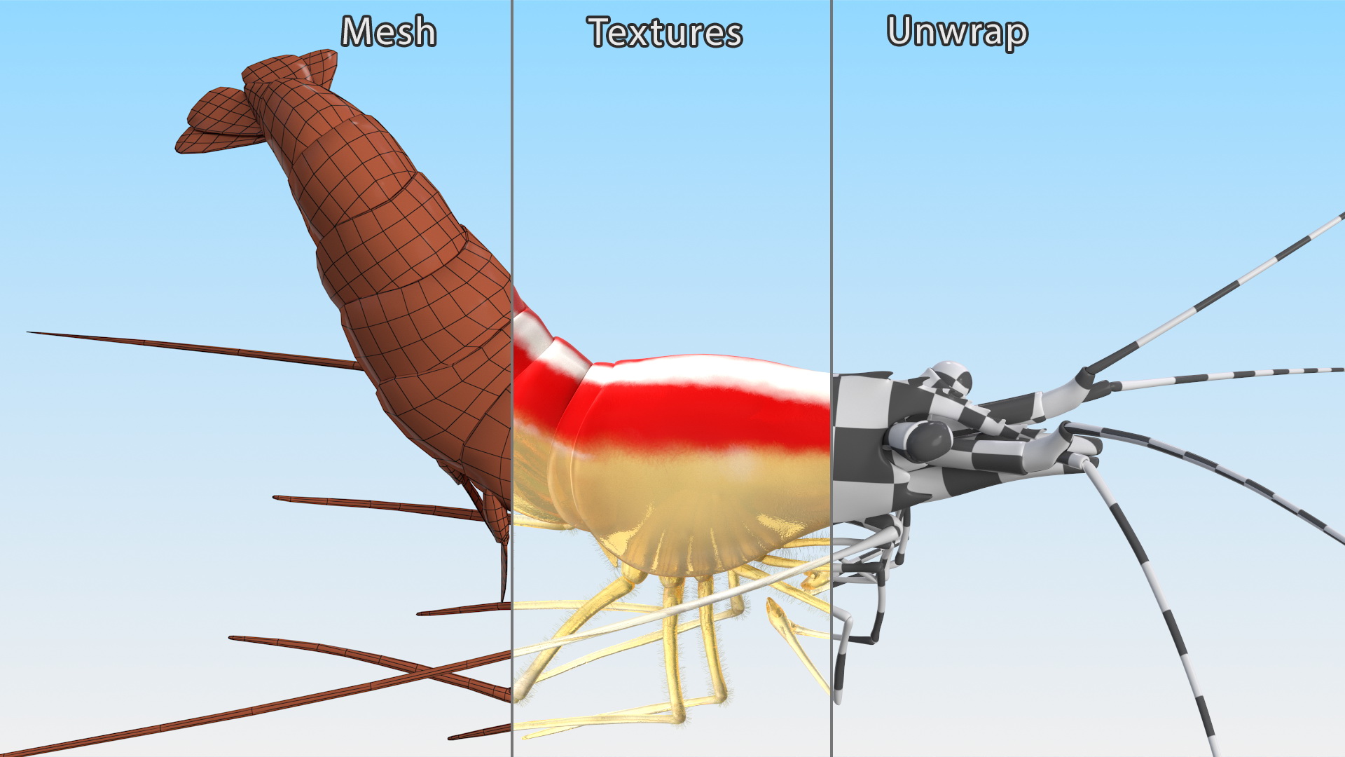 3D Pacific Cleaner Shrimp Rigged Fur model