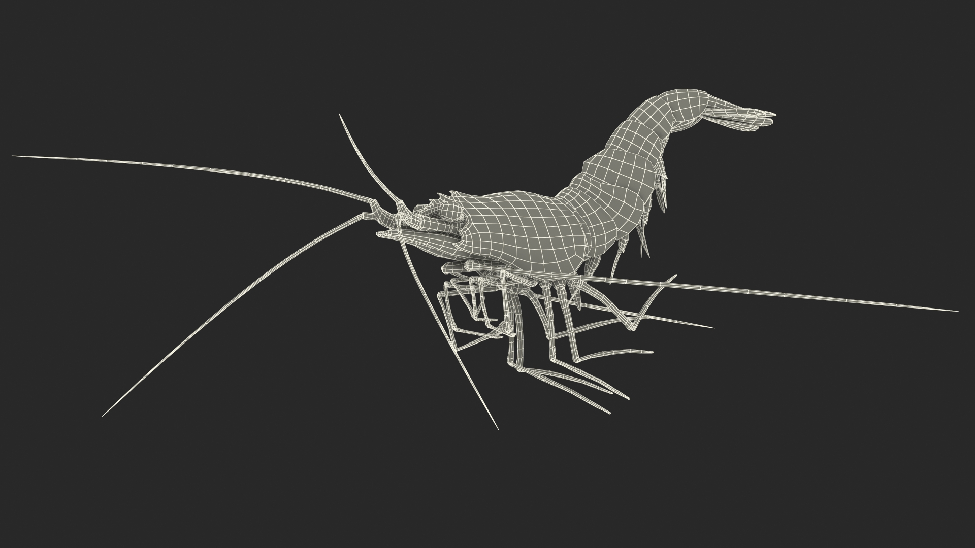3D Pacific Cleaner Shrimp Rigged Fur model