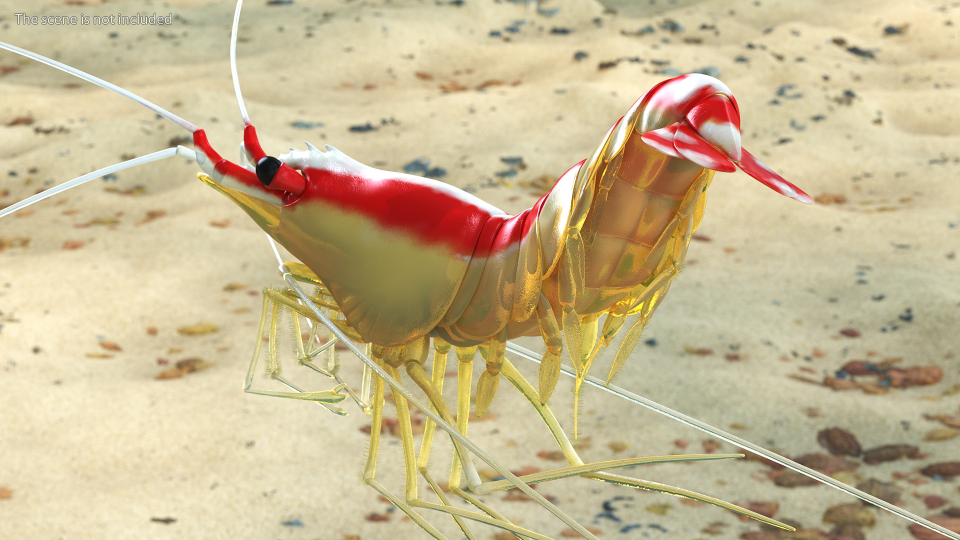 3D Pacific Cleaner Shrimp Rigged Fur model