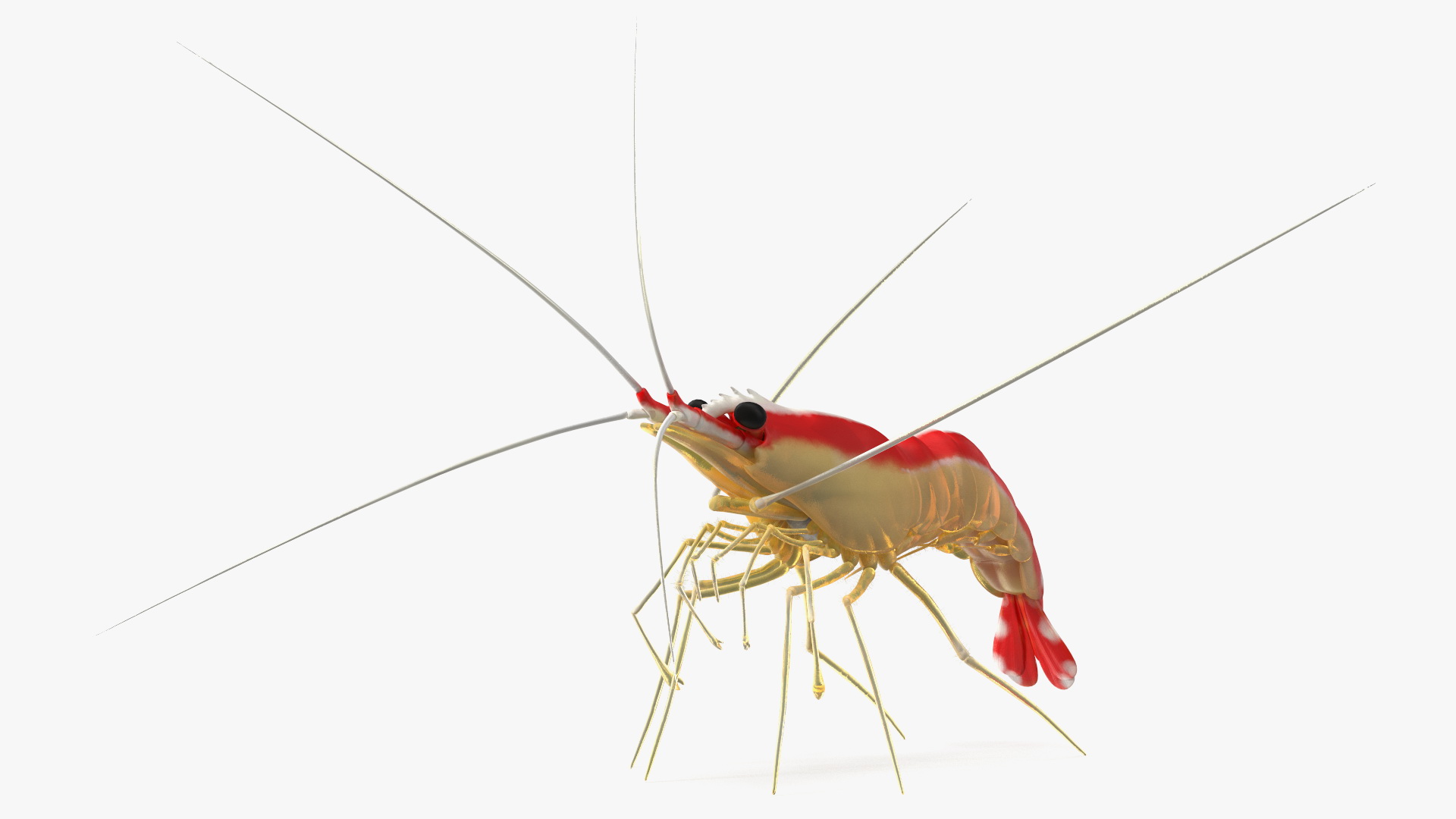 3D Pacific Cleaner Shrimp Rigged Fur model