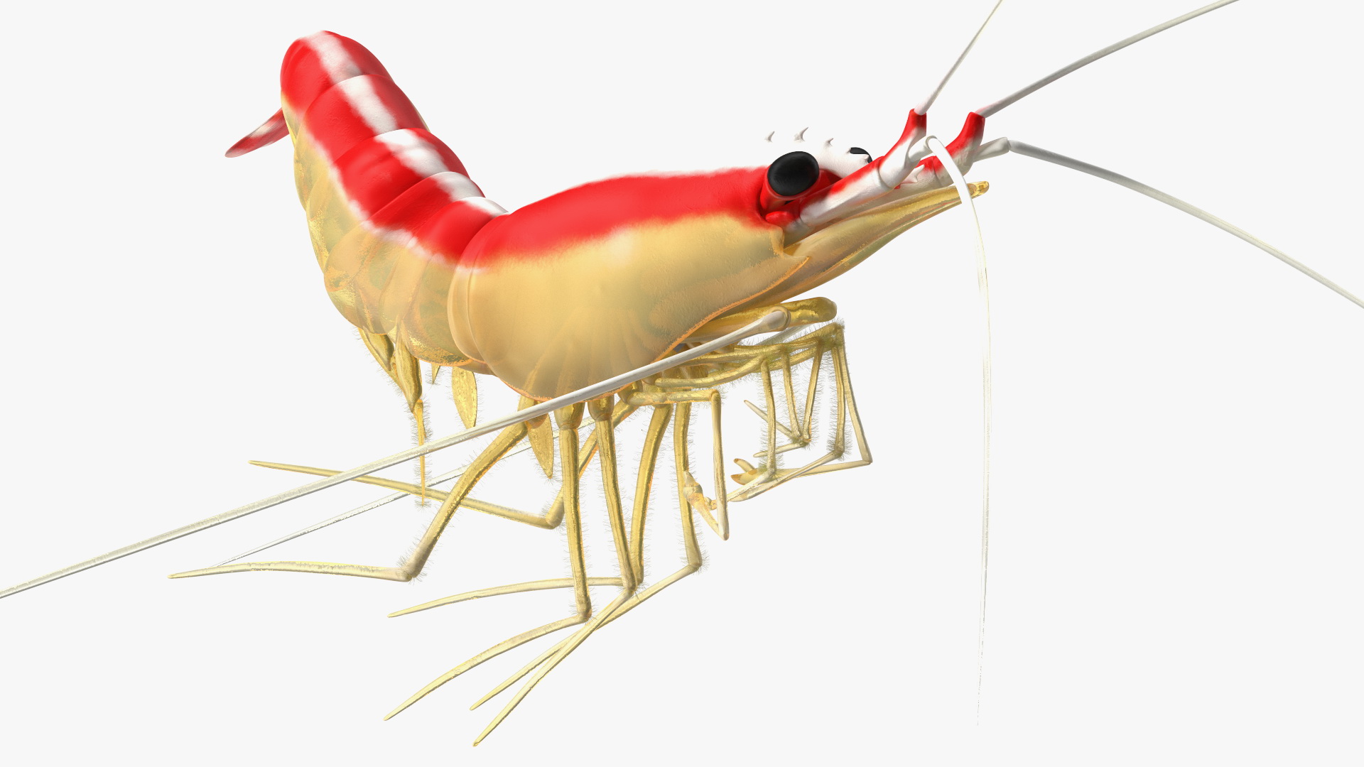 3D Pacific Cleaner Shrimp Rigged Fur model