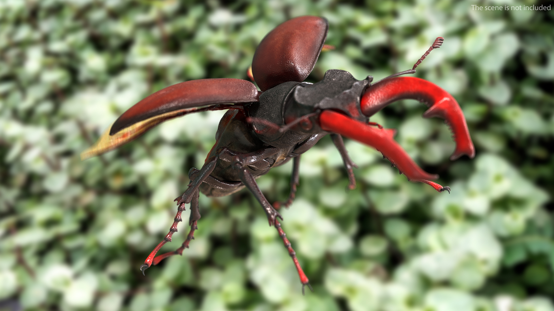 3D Lucanus Cervus Stag Beetle Flying model