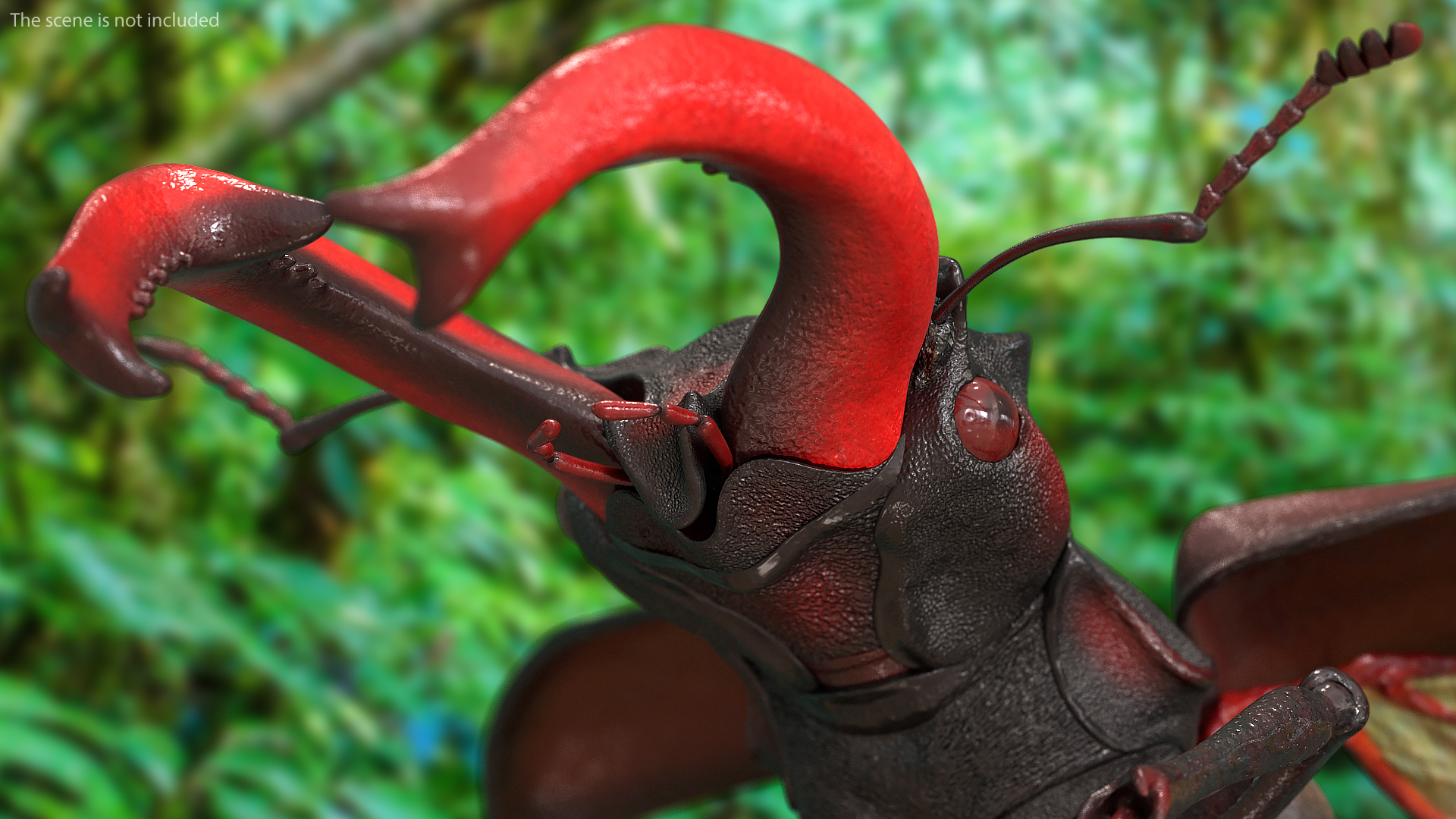3D Lucanus Cervus Stag Beetle Flying model