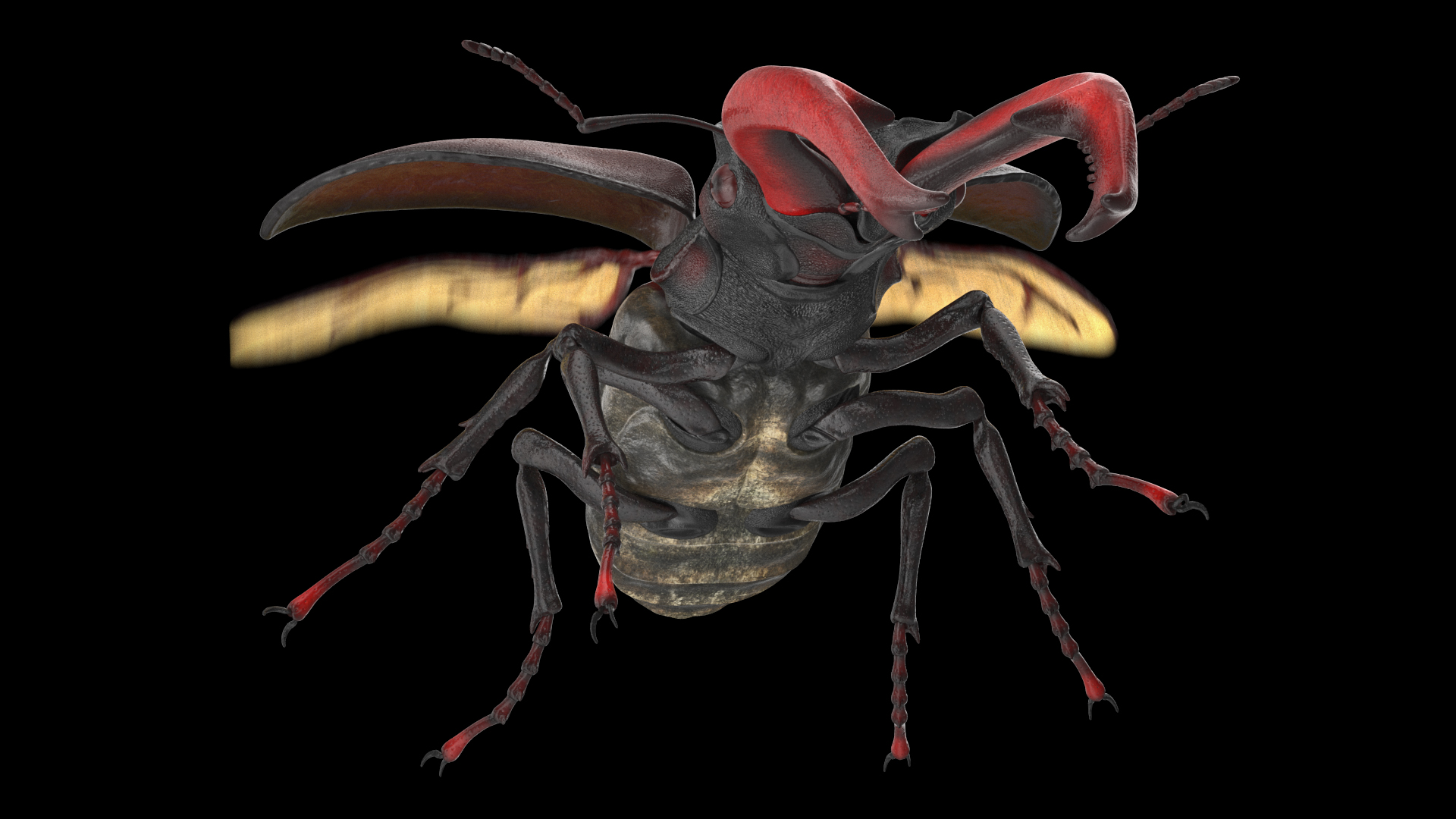 3D Lucanus Cervus Stag Beetle Flying model