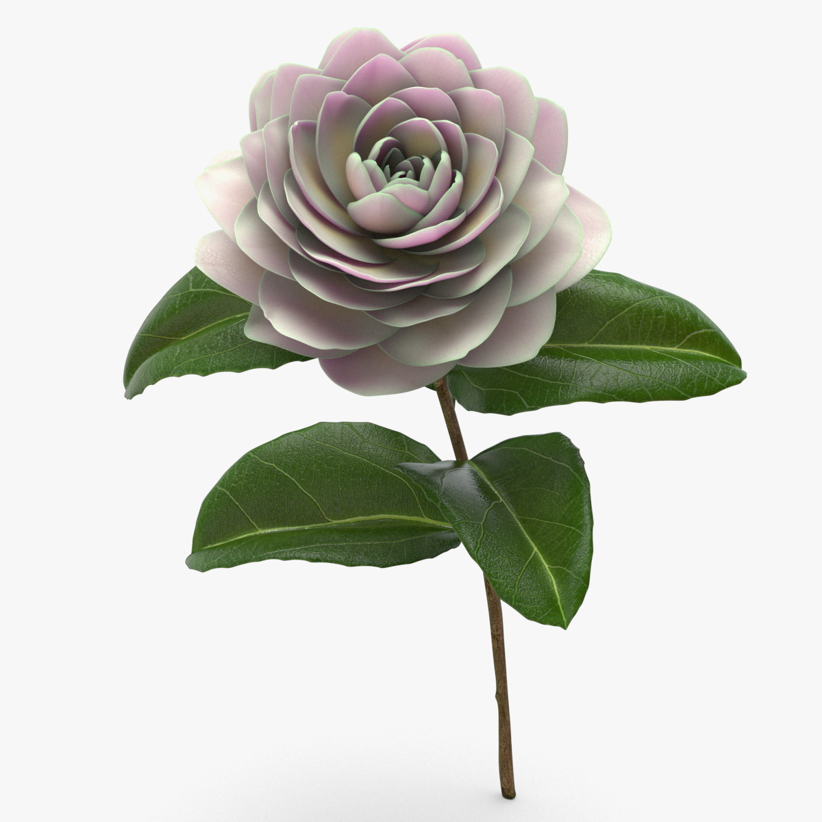 Blooming Flower Camelia 3D model preview