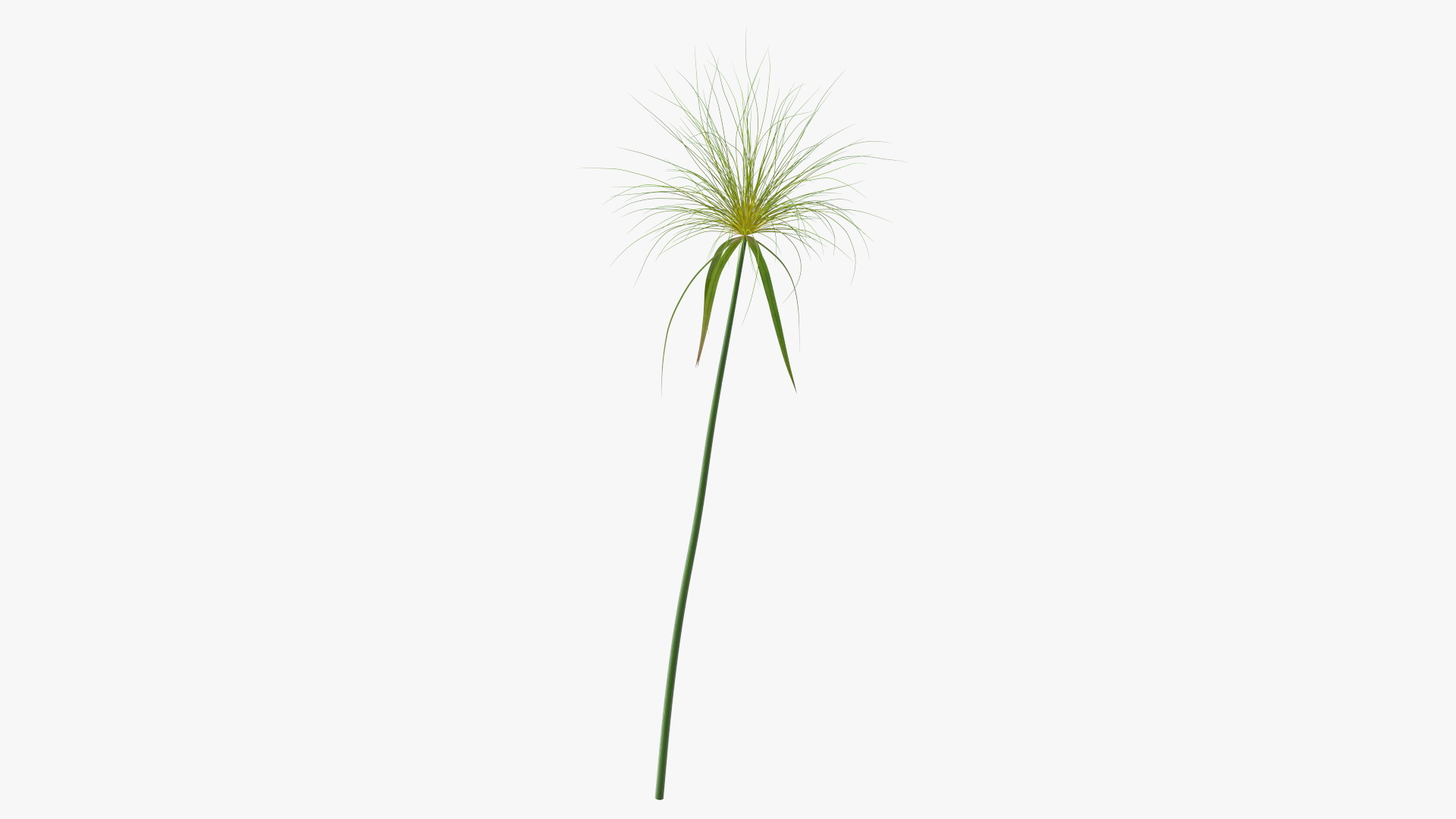 3D Papyrus Plant model