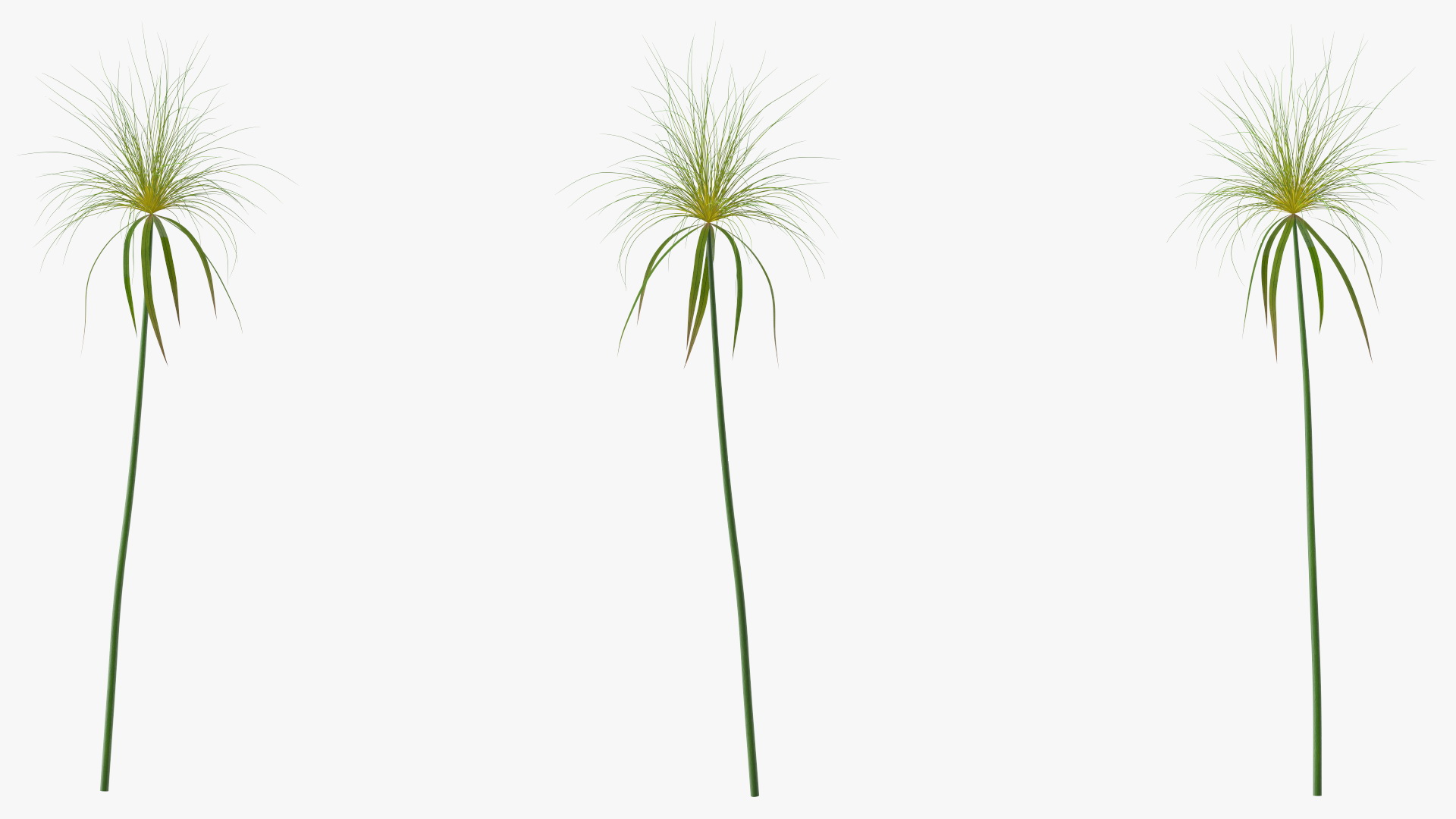 3D Papyrus Plant model