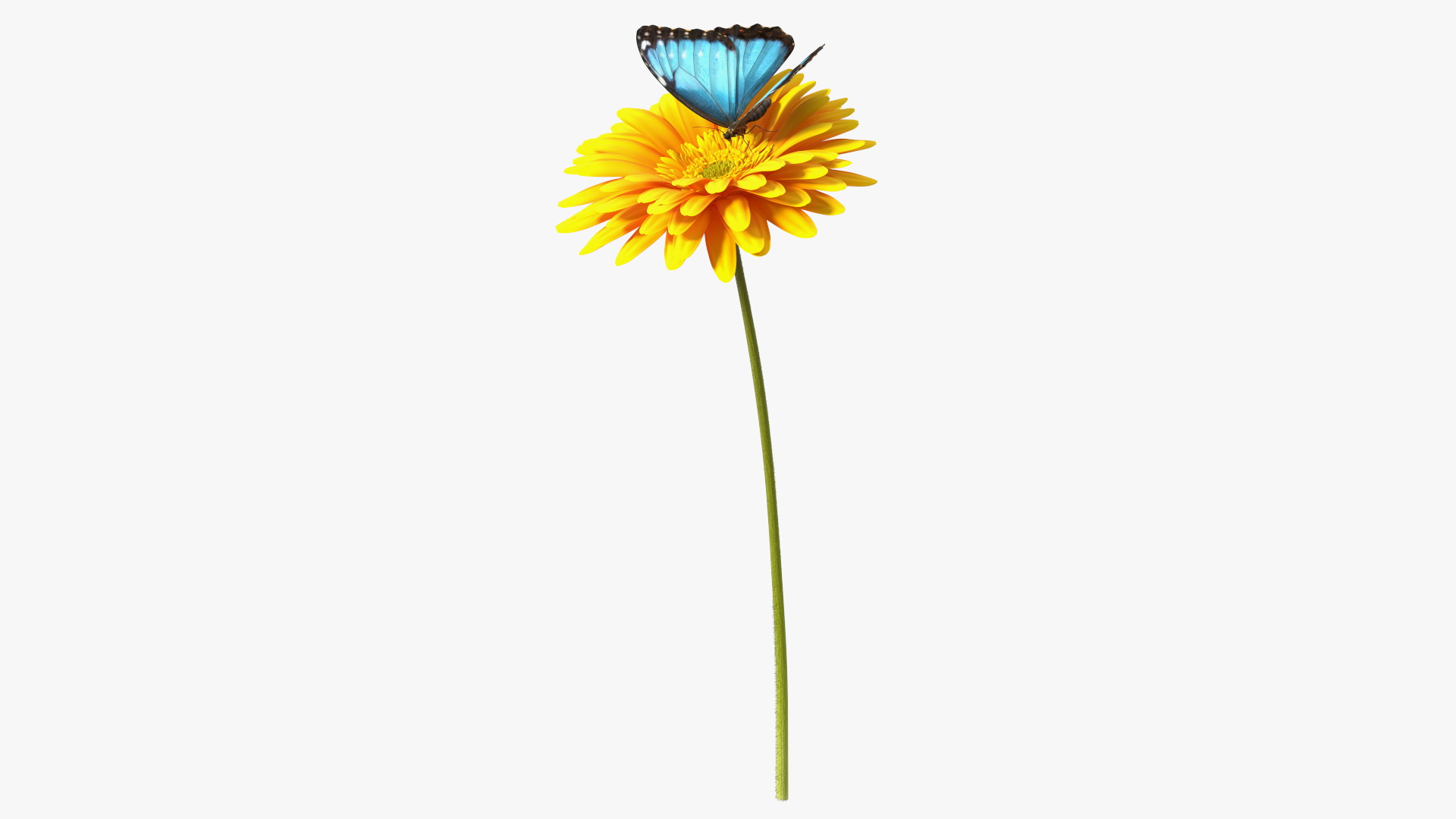 Yellow Gerbera Flower with Emperor Butterfly 3D model
