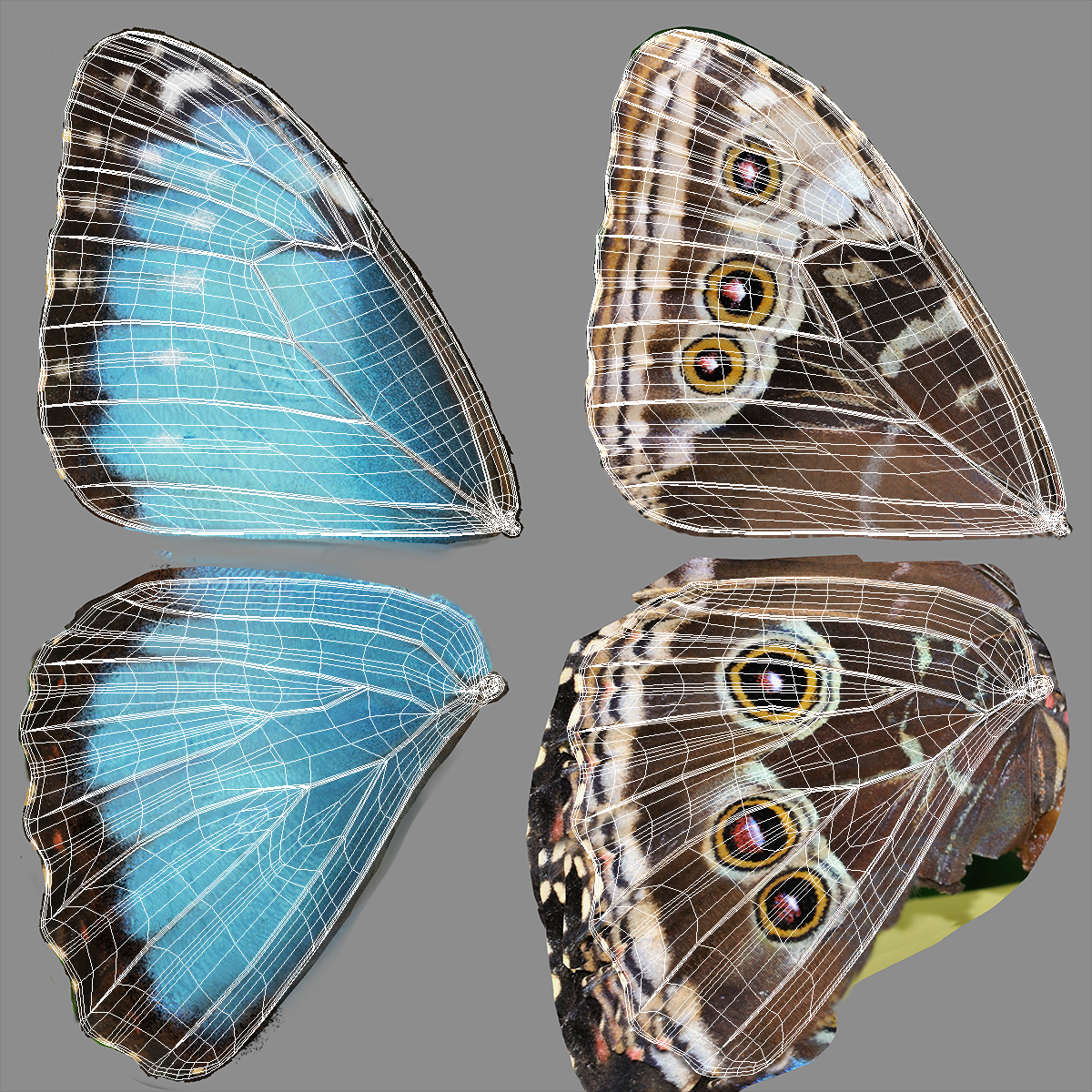 Yellow Gerbera Flower with Emperor Butterfly 3D model