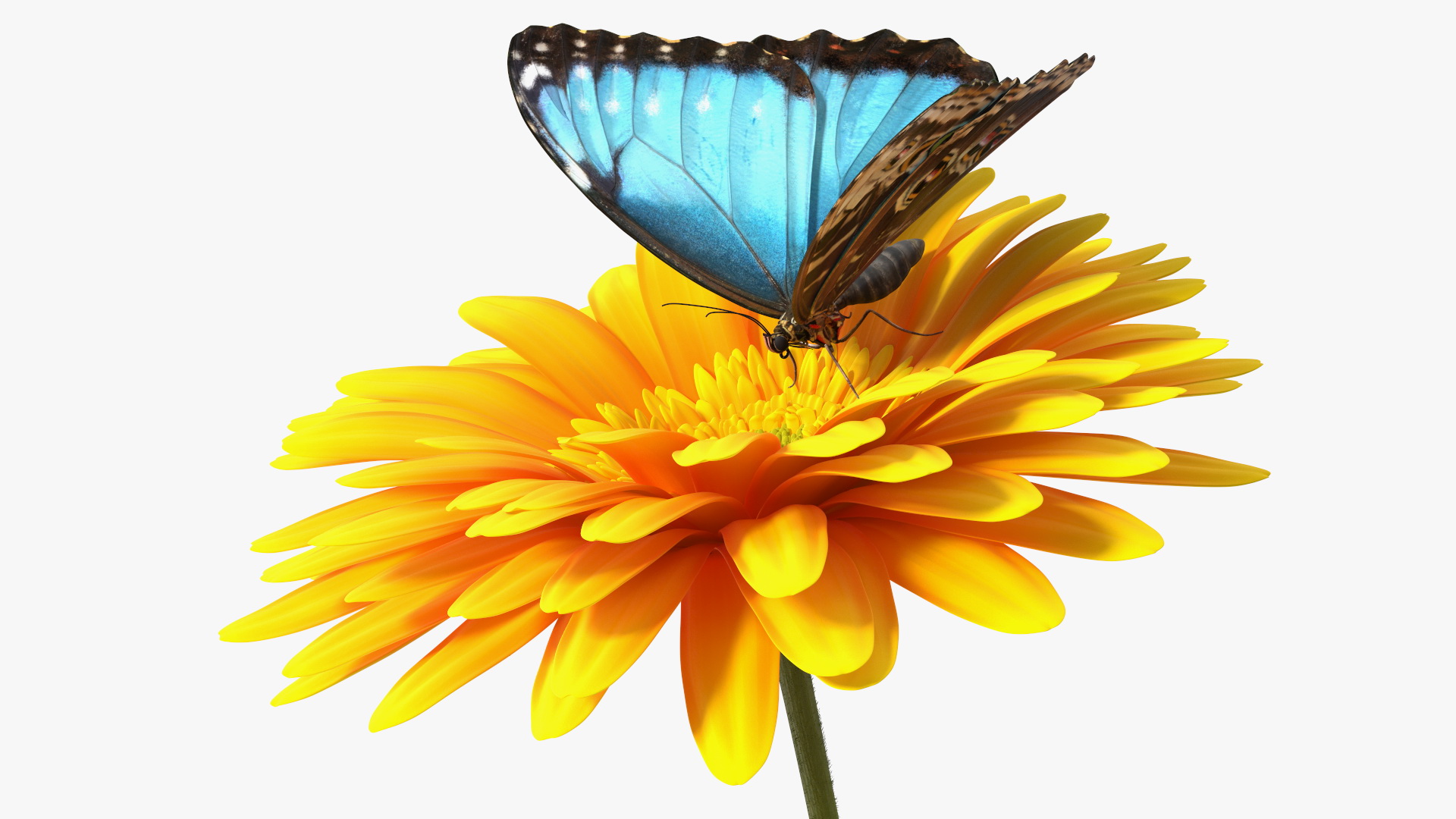 Yellow Gerbera Flower with Emperor Butterfly 3D model