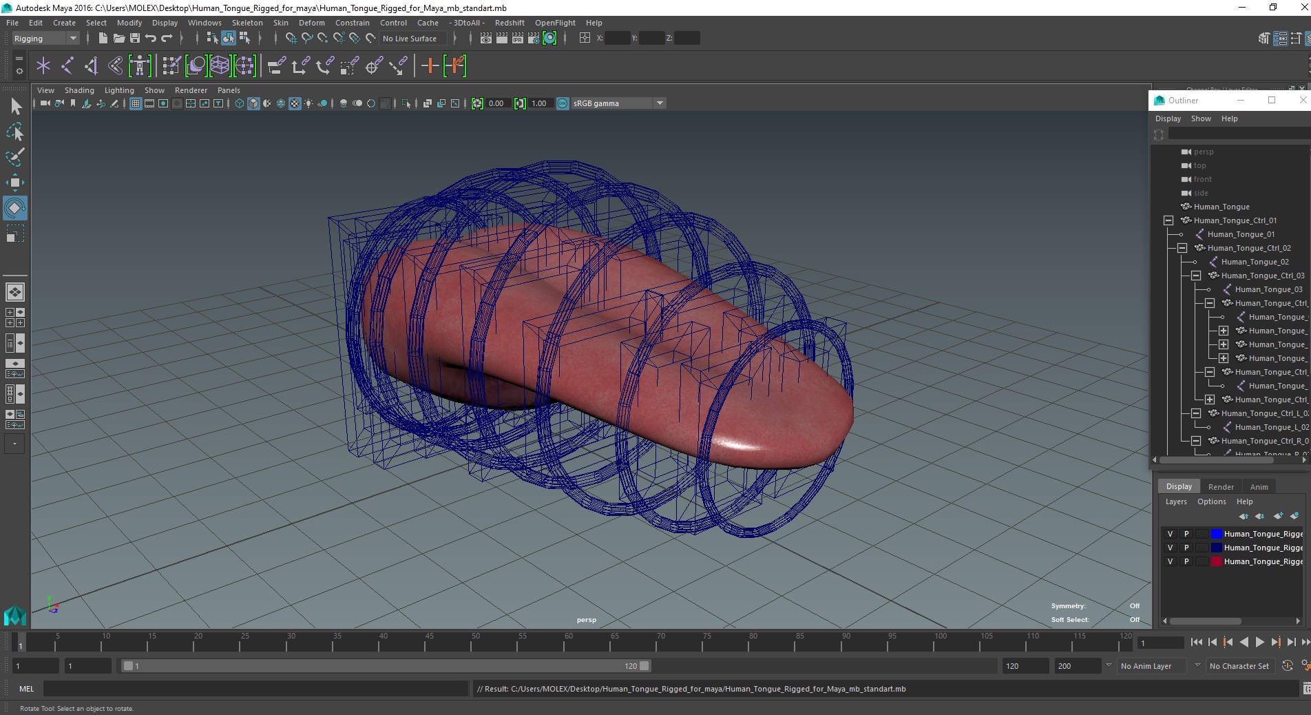 3D Human Tongue Rigged for Maya model