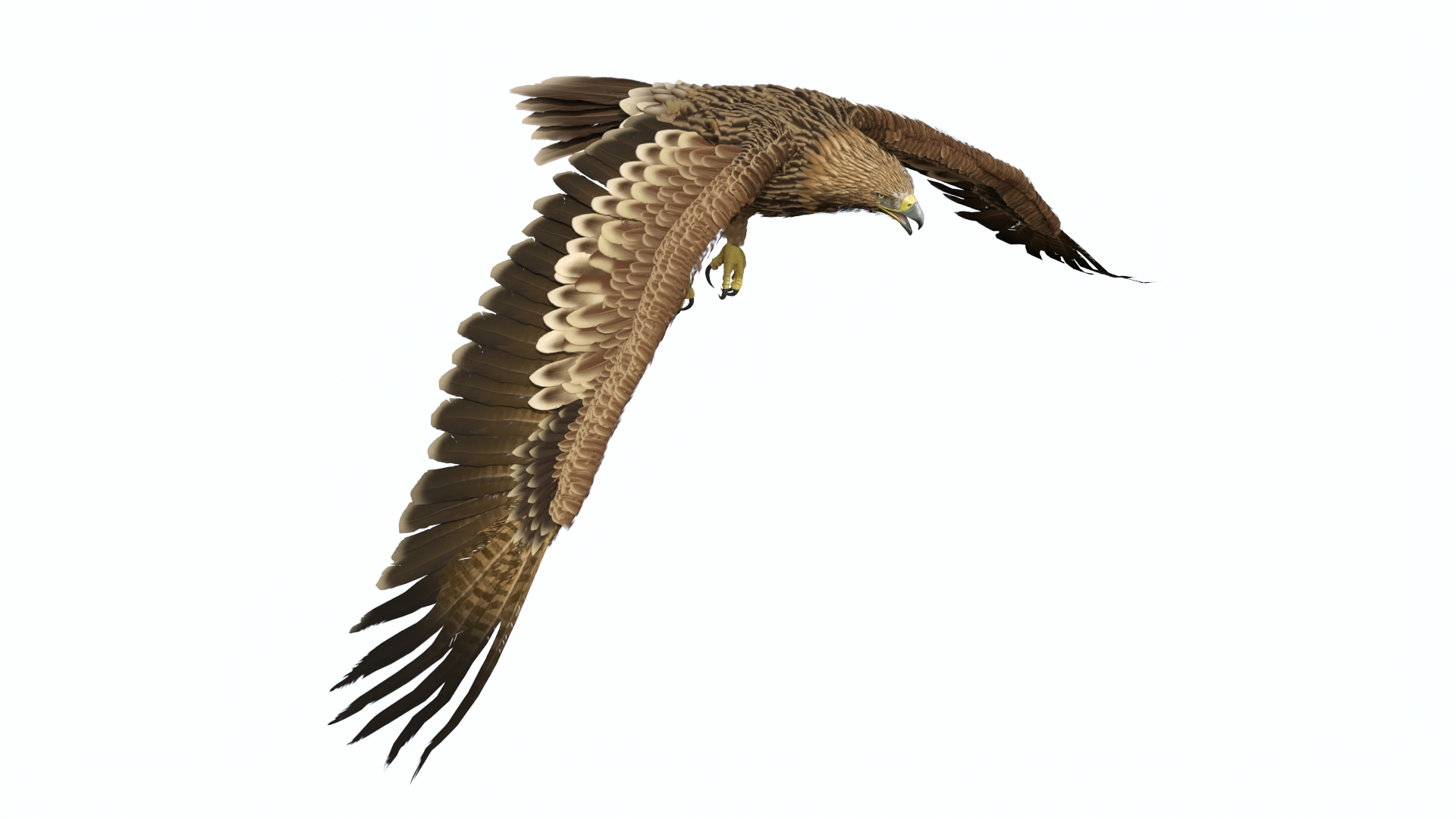 3D Realistic Imperial Eagle Flying