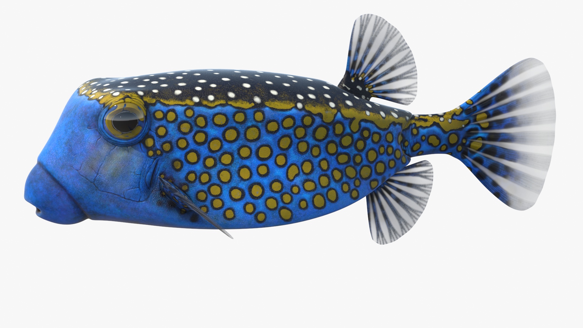 Ostracion Meleagris Fish Blue 3D model