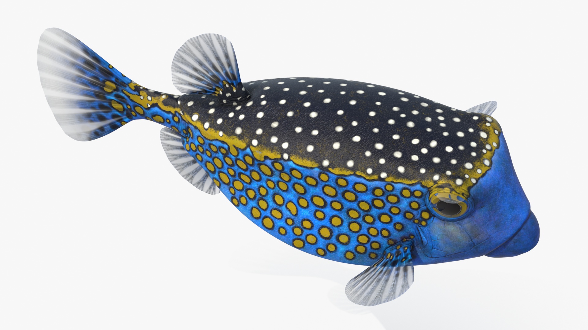 Ostracion Meleagris Fish Blue 3D model