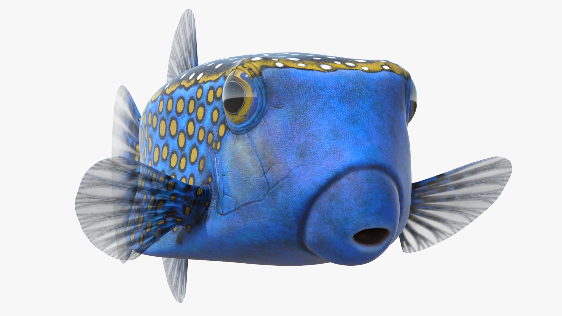 Ostracion Meleagris Fish Blue 3D model