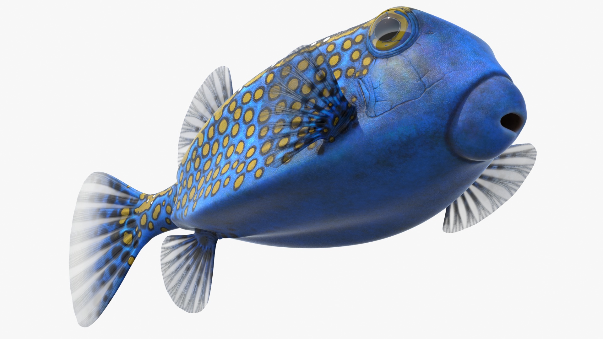 Ostracion Meleagris Fish Blue 3D model