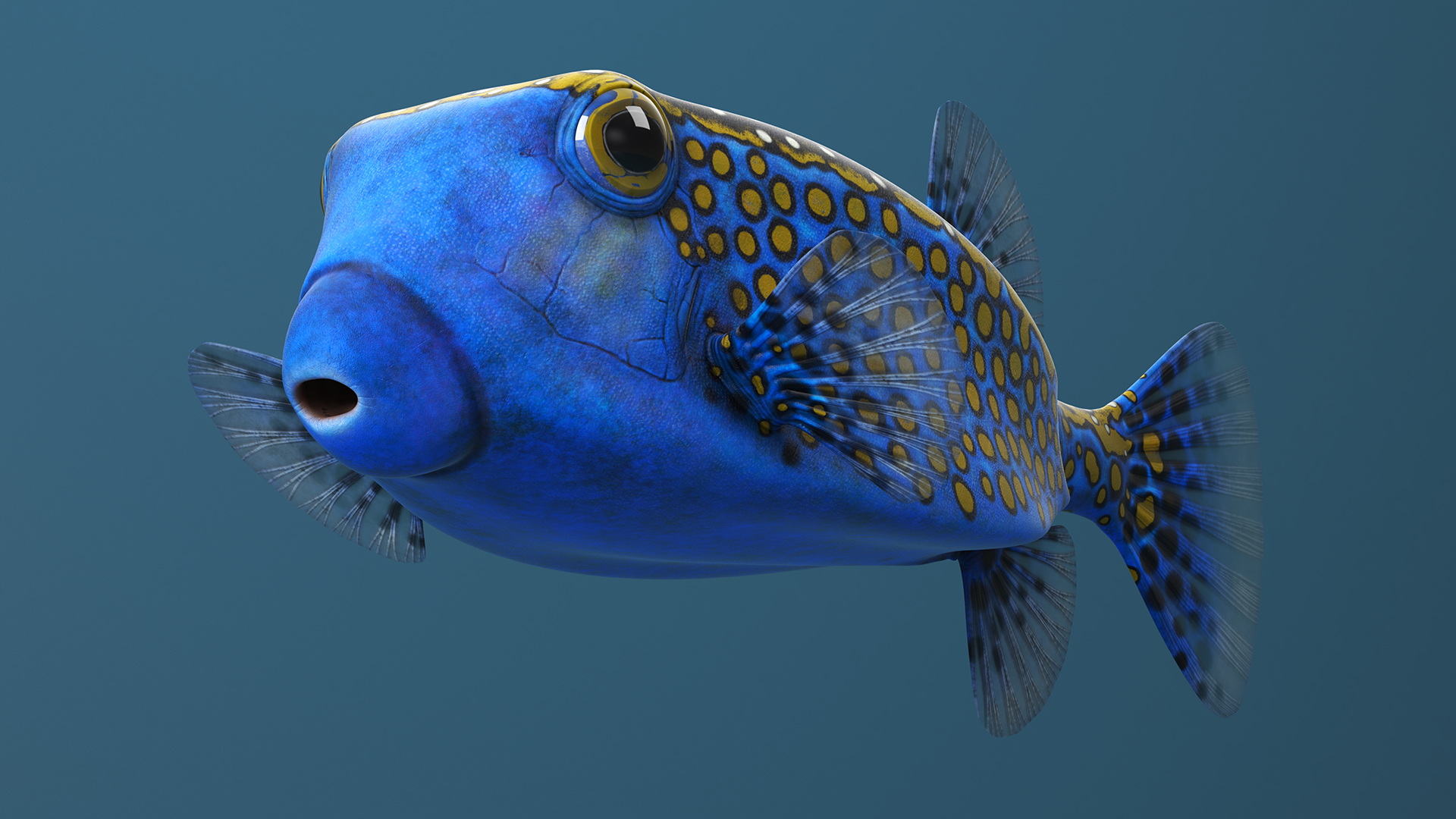 Ostracion Meleagris Fish Blue 3D model