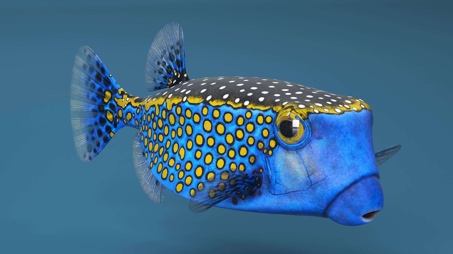 Ostracion Meleagris Fish Blue 3D model