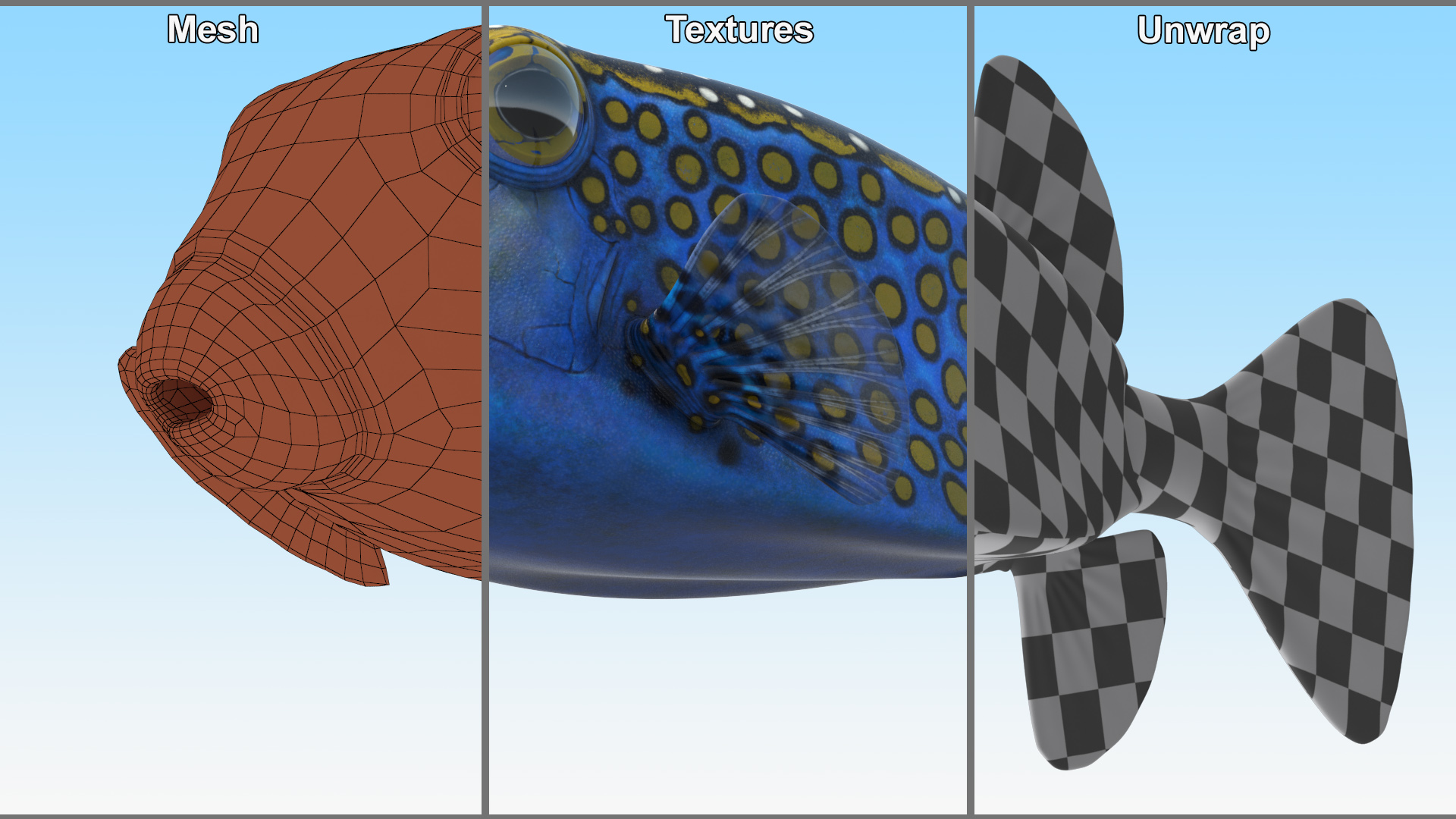 Ostracion Meleagris Fish Blue 3D model