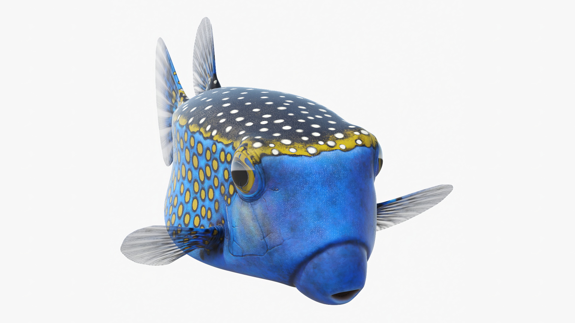 Ostracion Meleagris Fish Blue 3D model