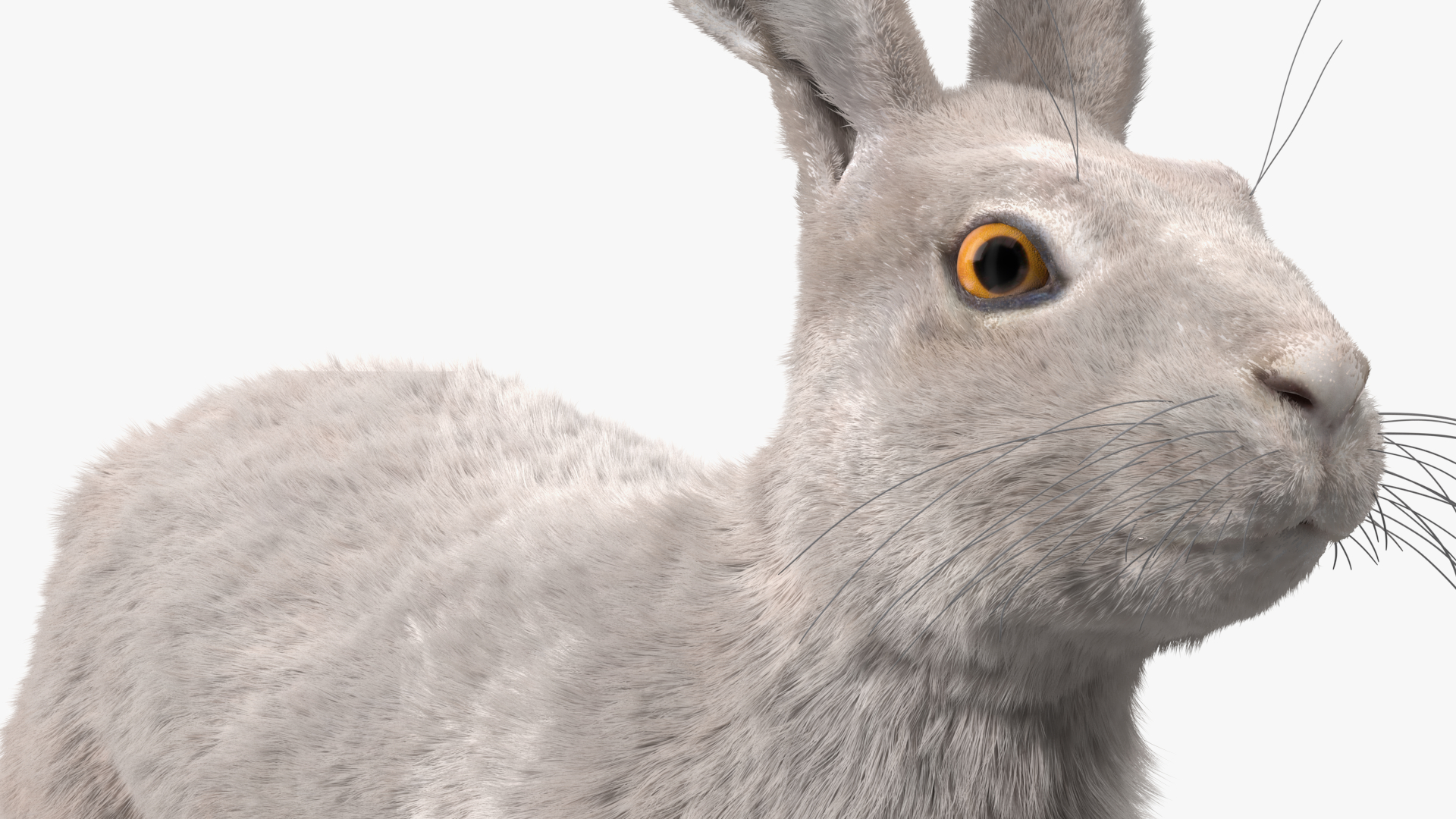 3D Winter White Hare Fur Rigged model