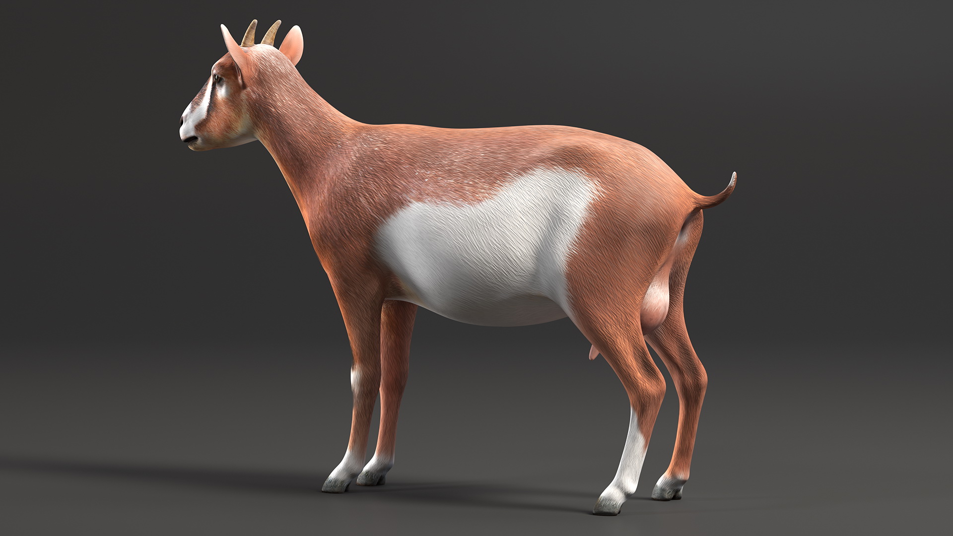 3D Dairy Goat Brown