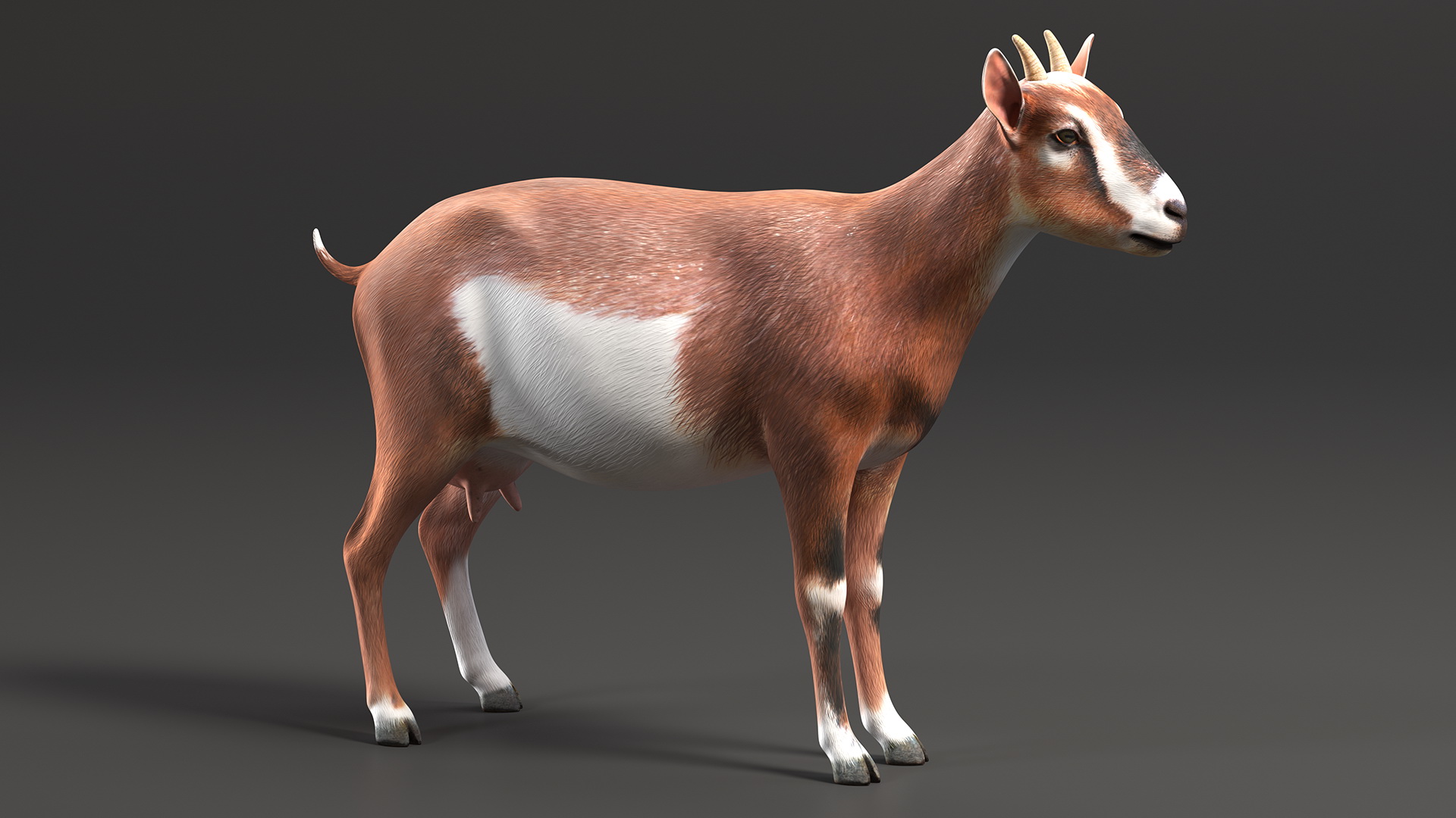 3D Dairy Goat Brown