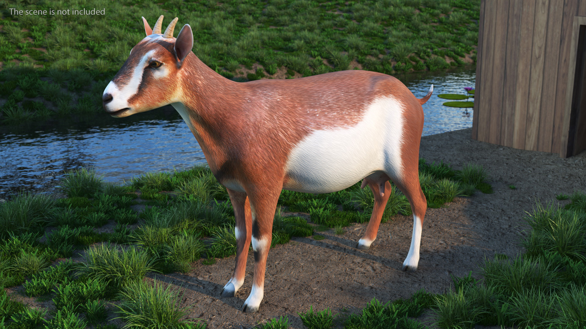 3D Dairy Goat Brown