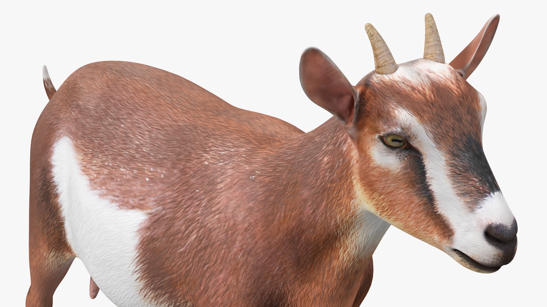 3D Dairy Goat Brown