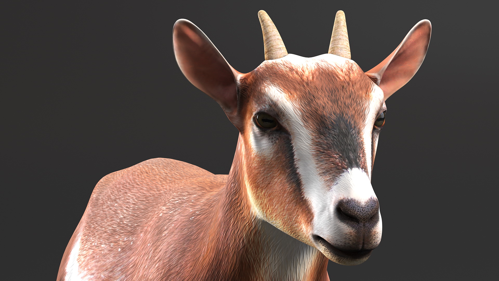 3D Dairy Goat Brown