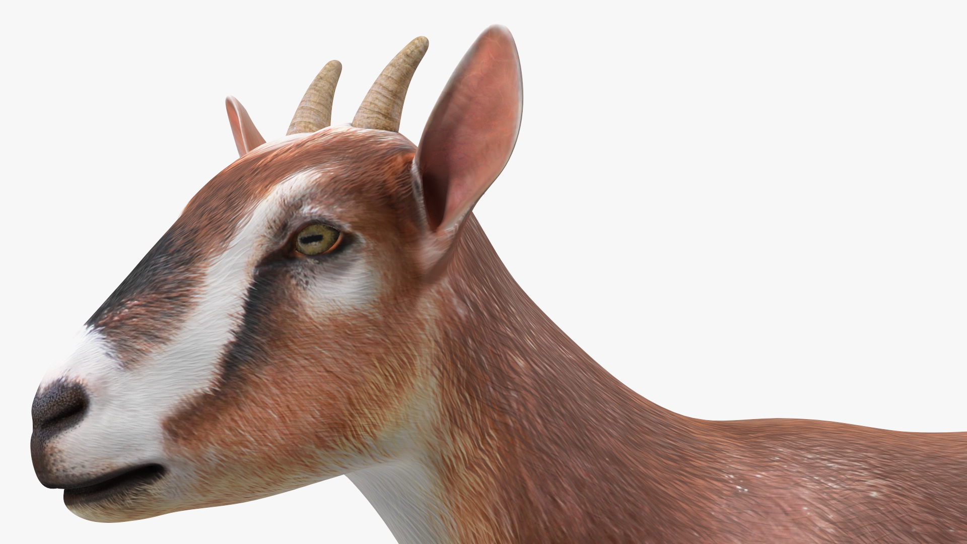 3D Dairy Goat Brown