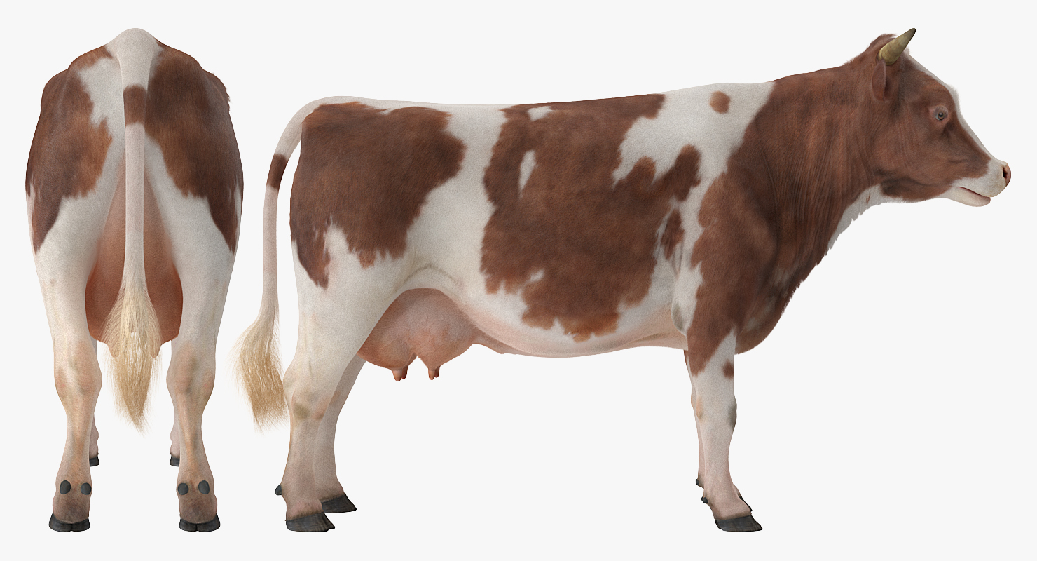 Cow with Fur Rigged 3D model