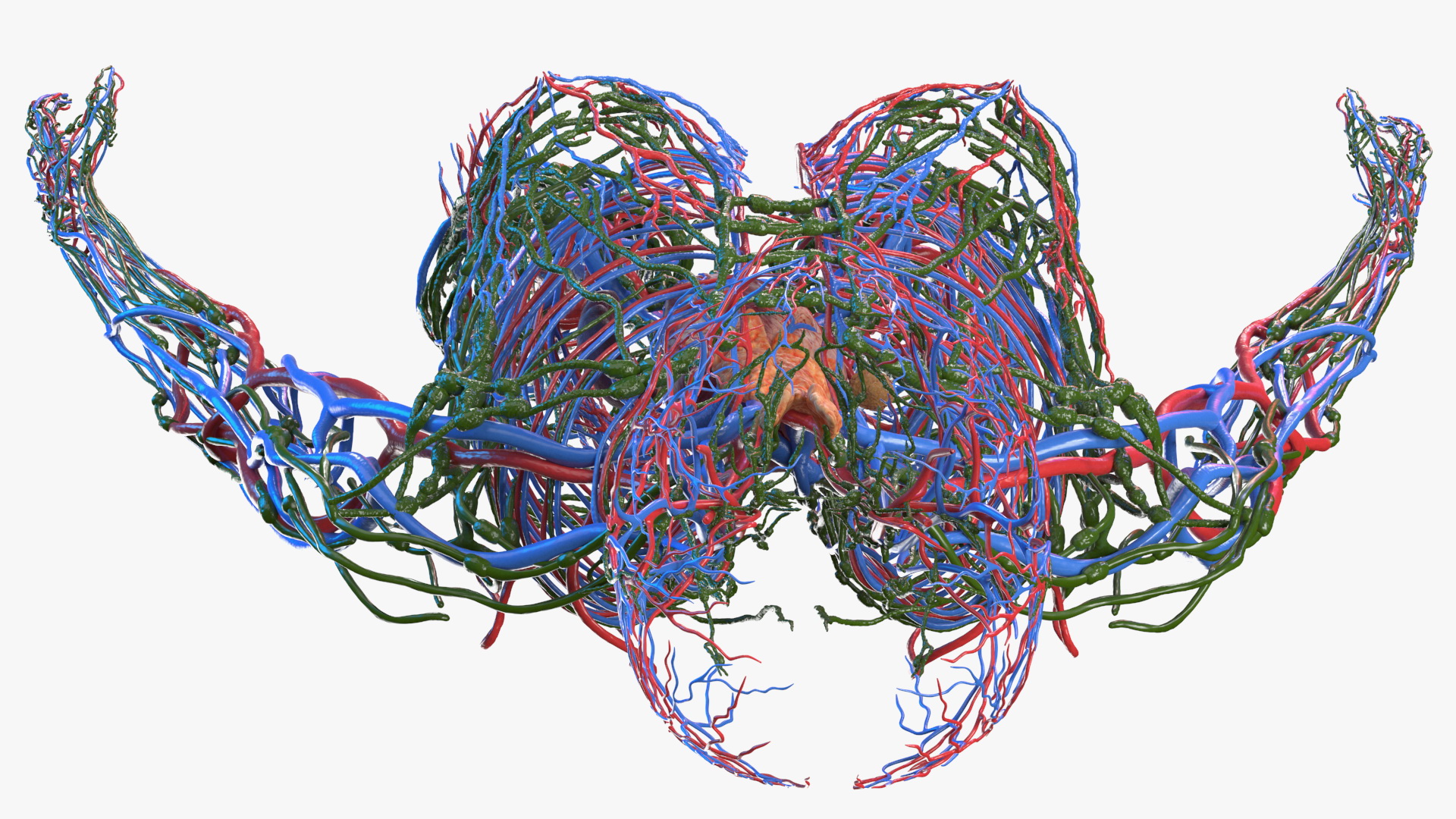 Female Circulatory and Lymphatic System Anatomy 3D